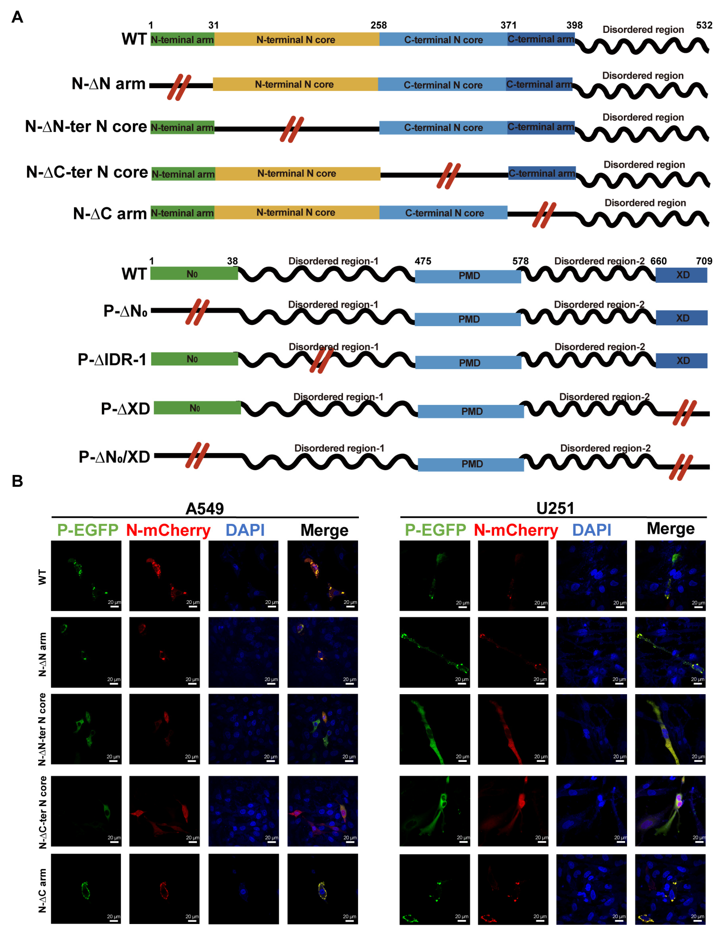 Viruses 17 00707 g003a