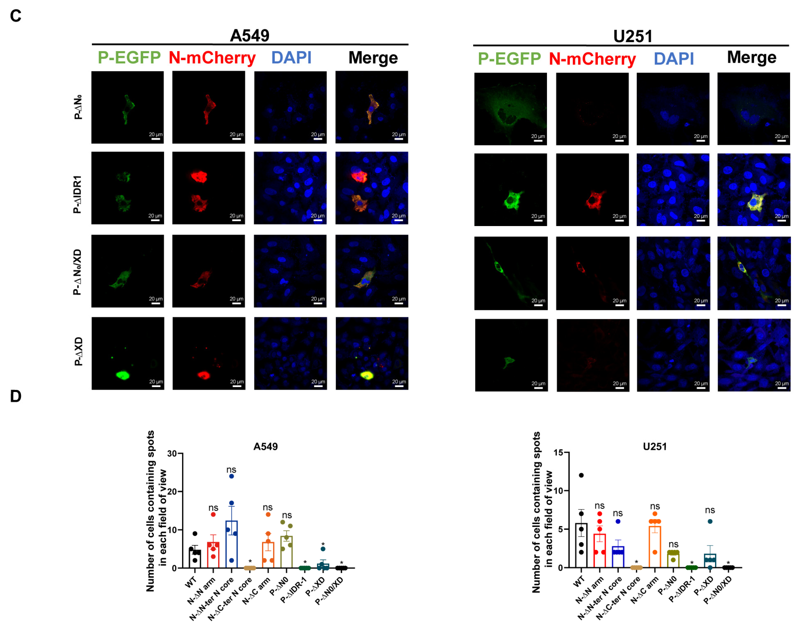 Viruses 17 00707 g003b