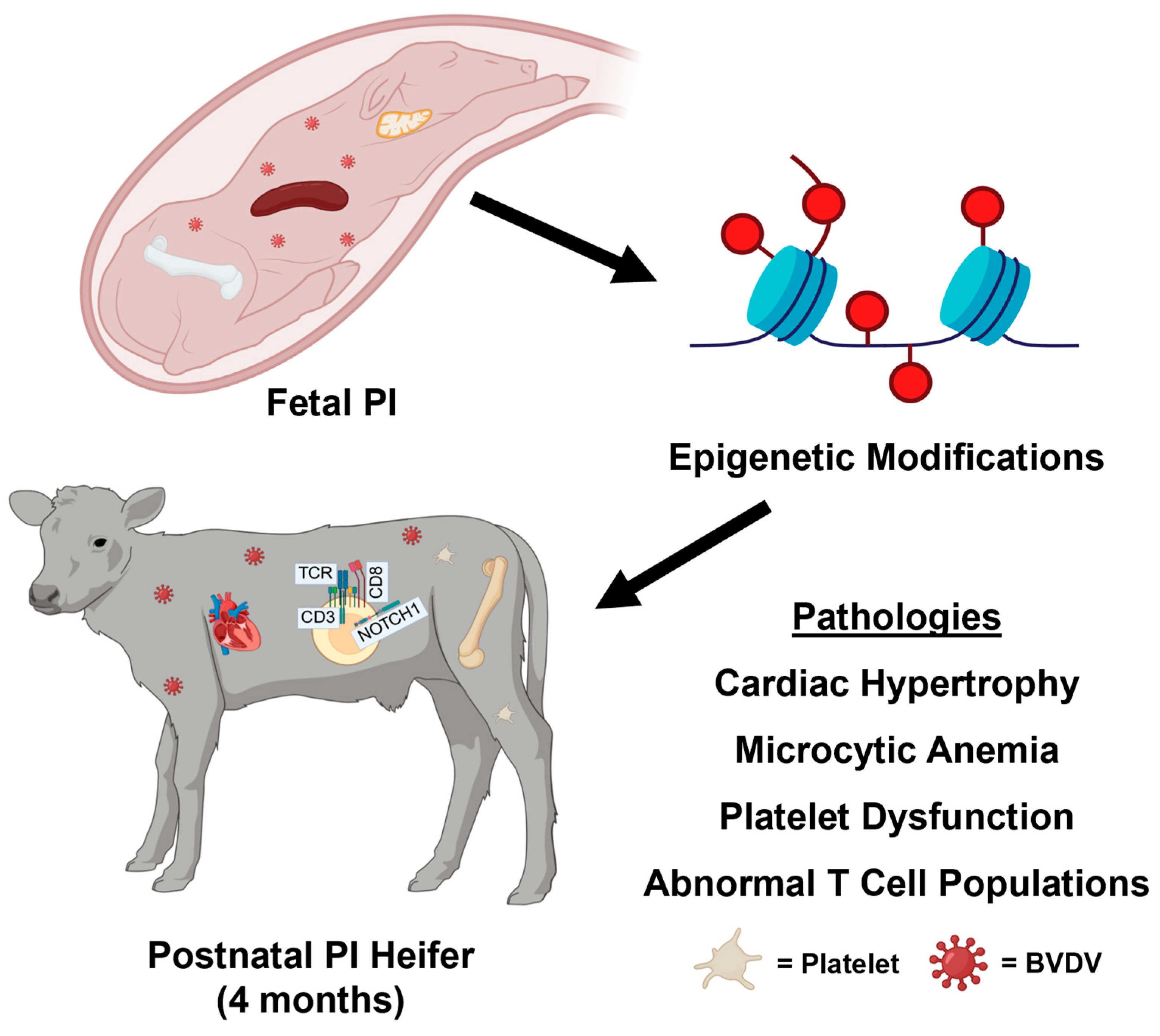 Viruses 17 00708 g006 Viruses 17 00708 g006