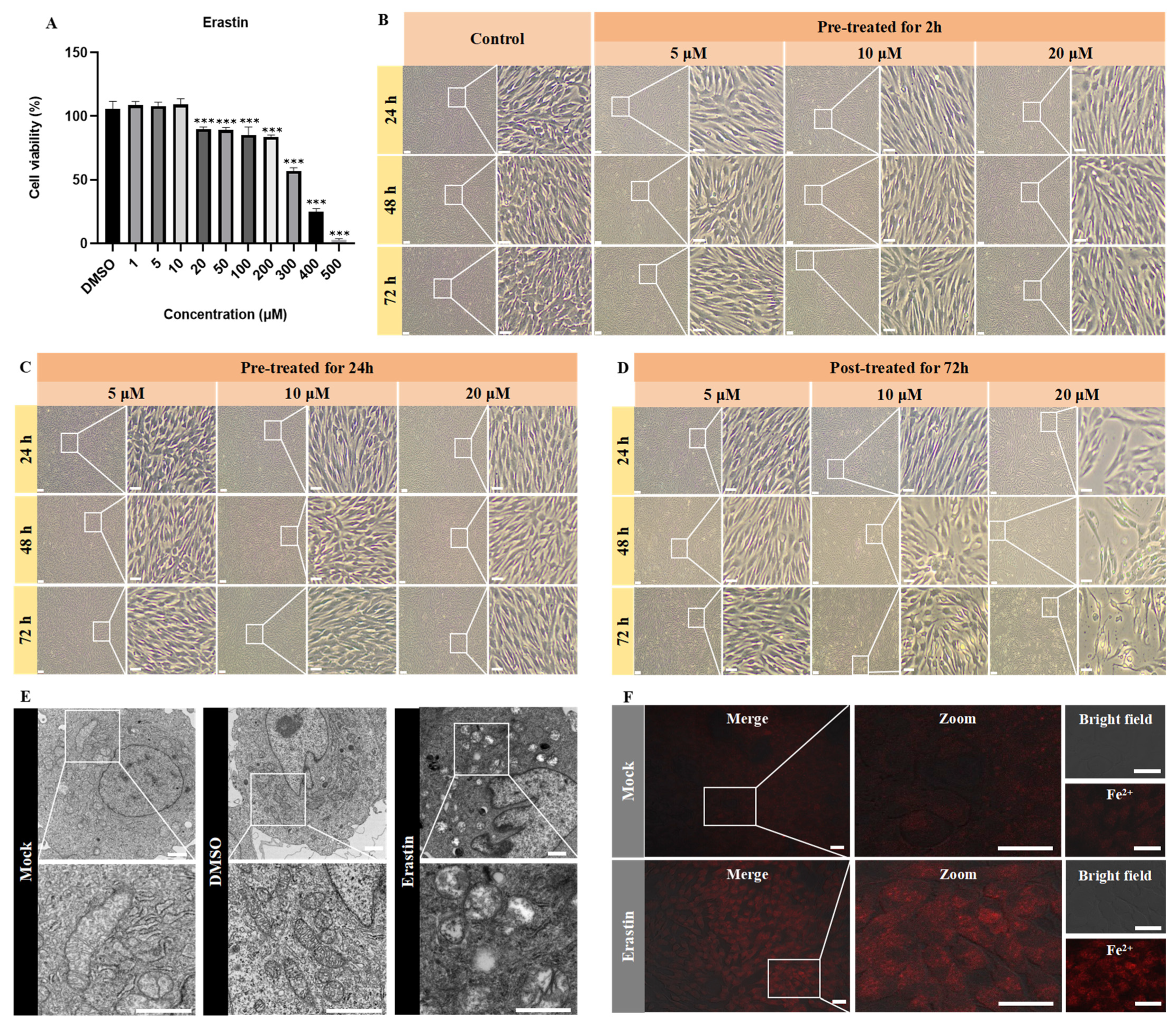 Viruses 17 00713 g001