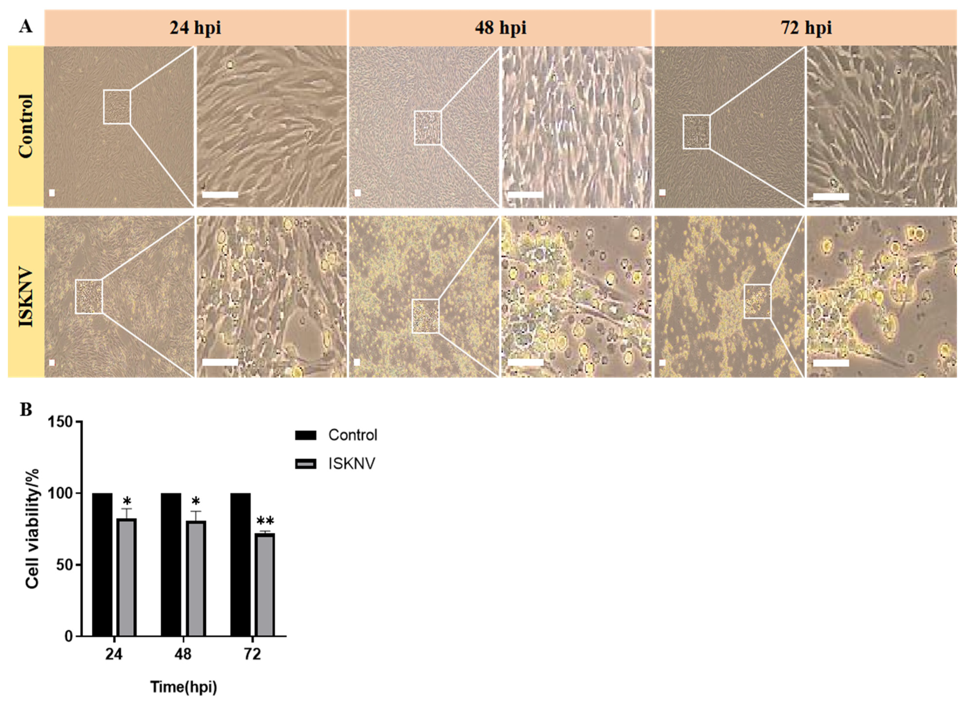 Viruses 17 00713 g002