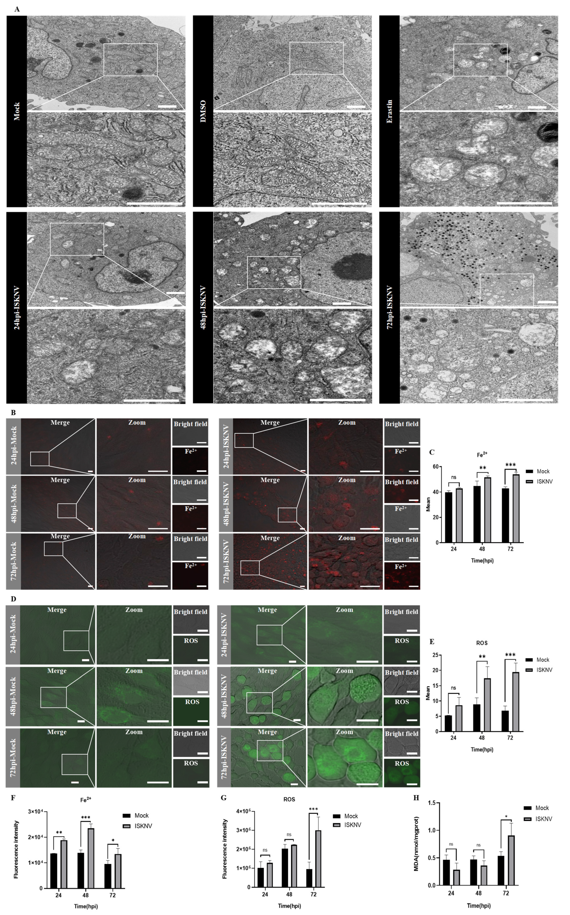 Viruses 17 00713 g003