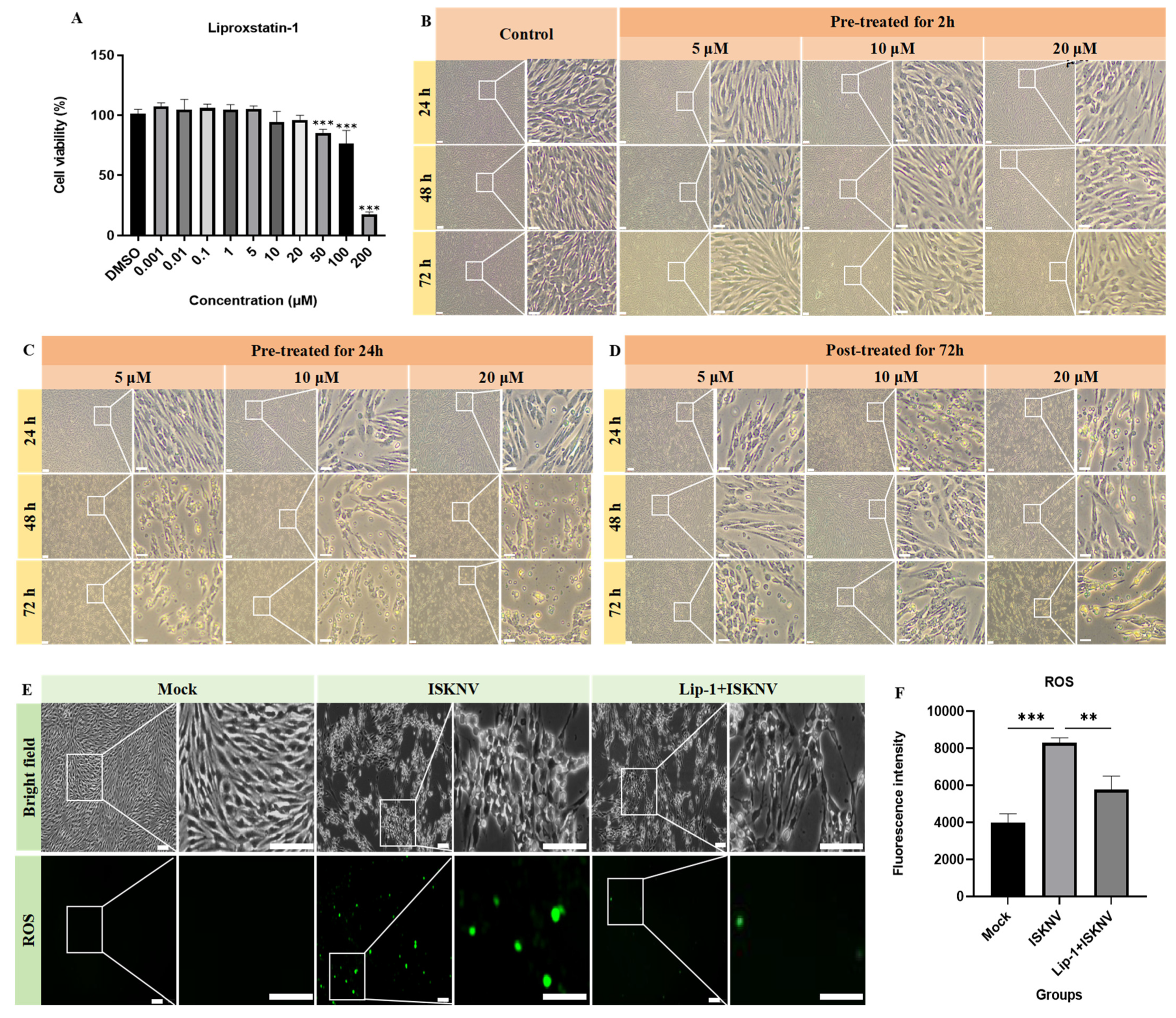 Viruses 17 00713 g004