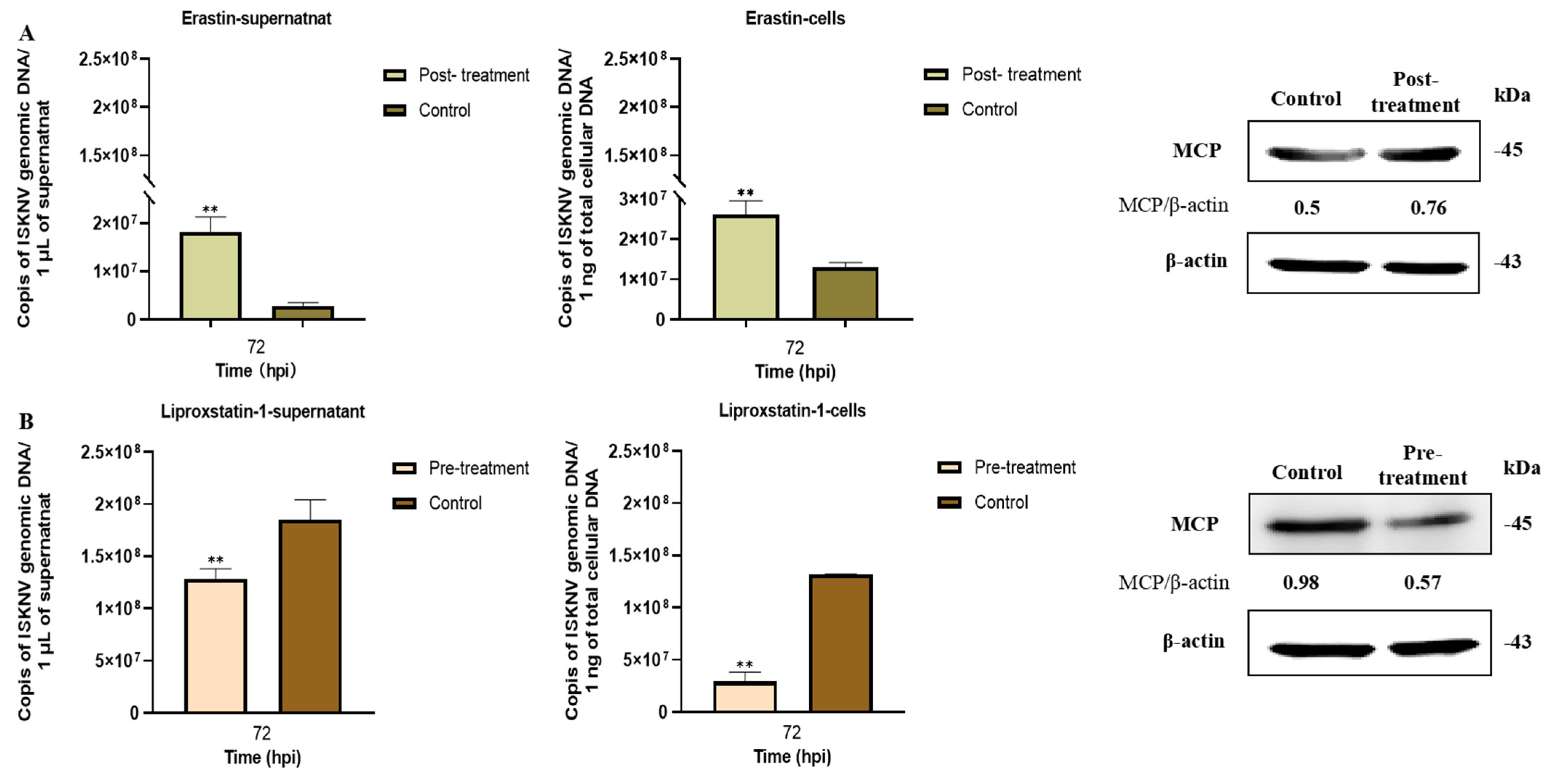Viruses 17 00713 g006