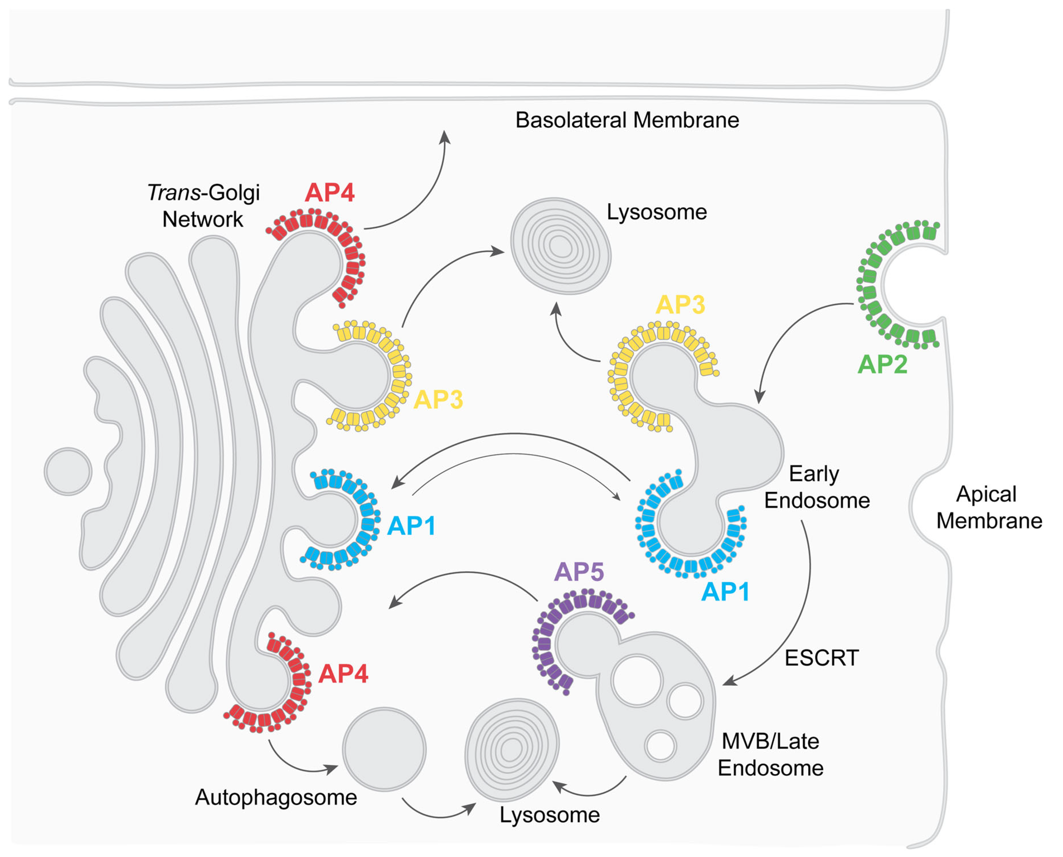 Viruses 17 00715 g002