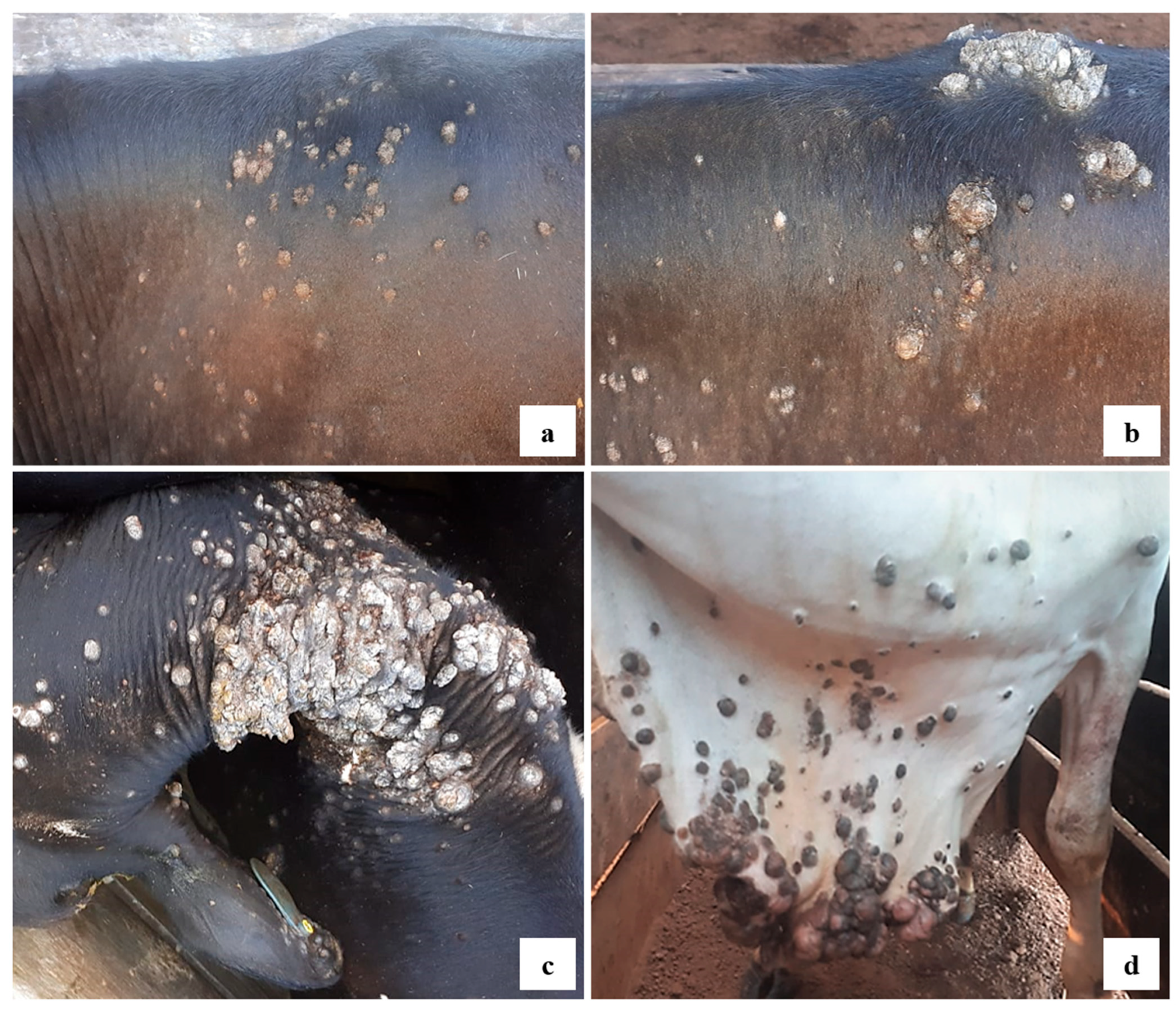 Viruses 17 00719 g003