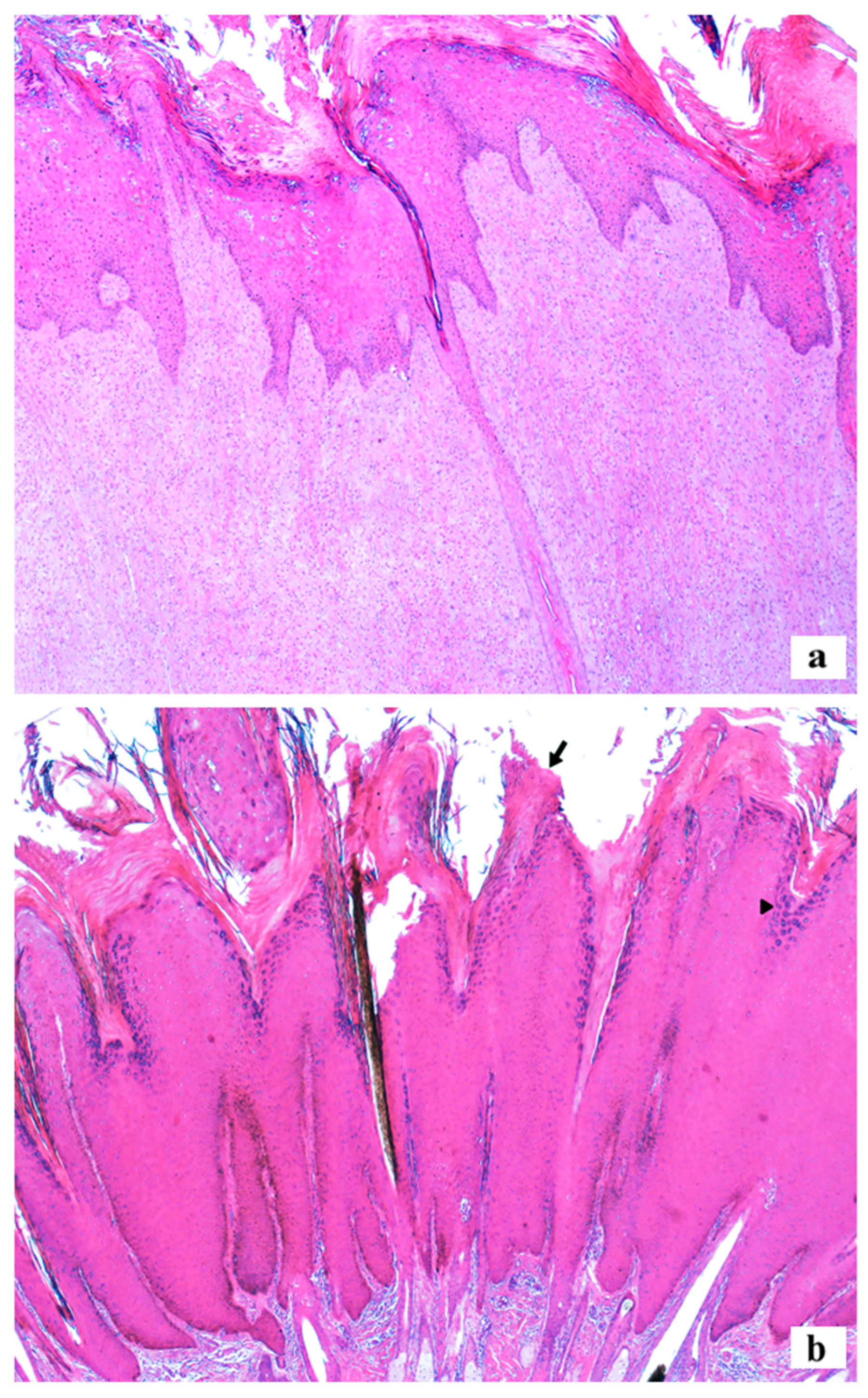 Viruses 17 00719 g004
