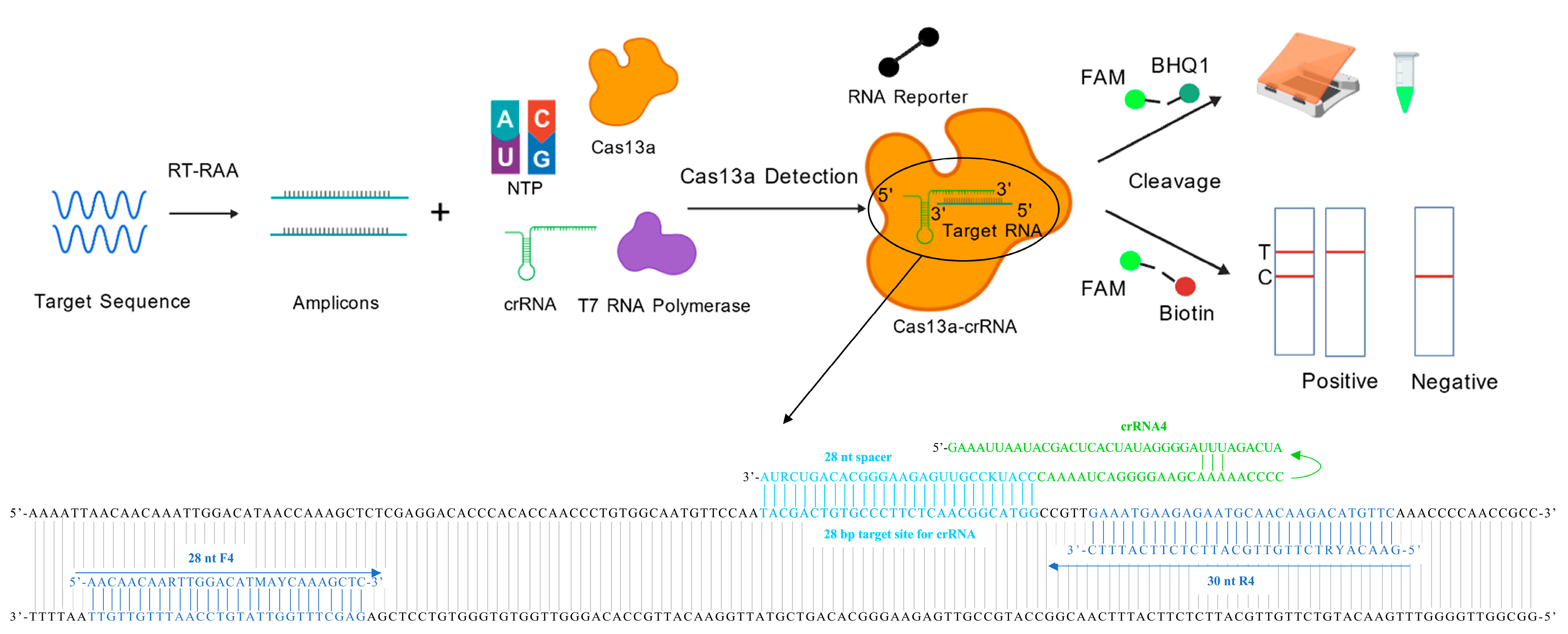 Viruses 17 00721 g001