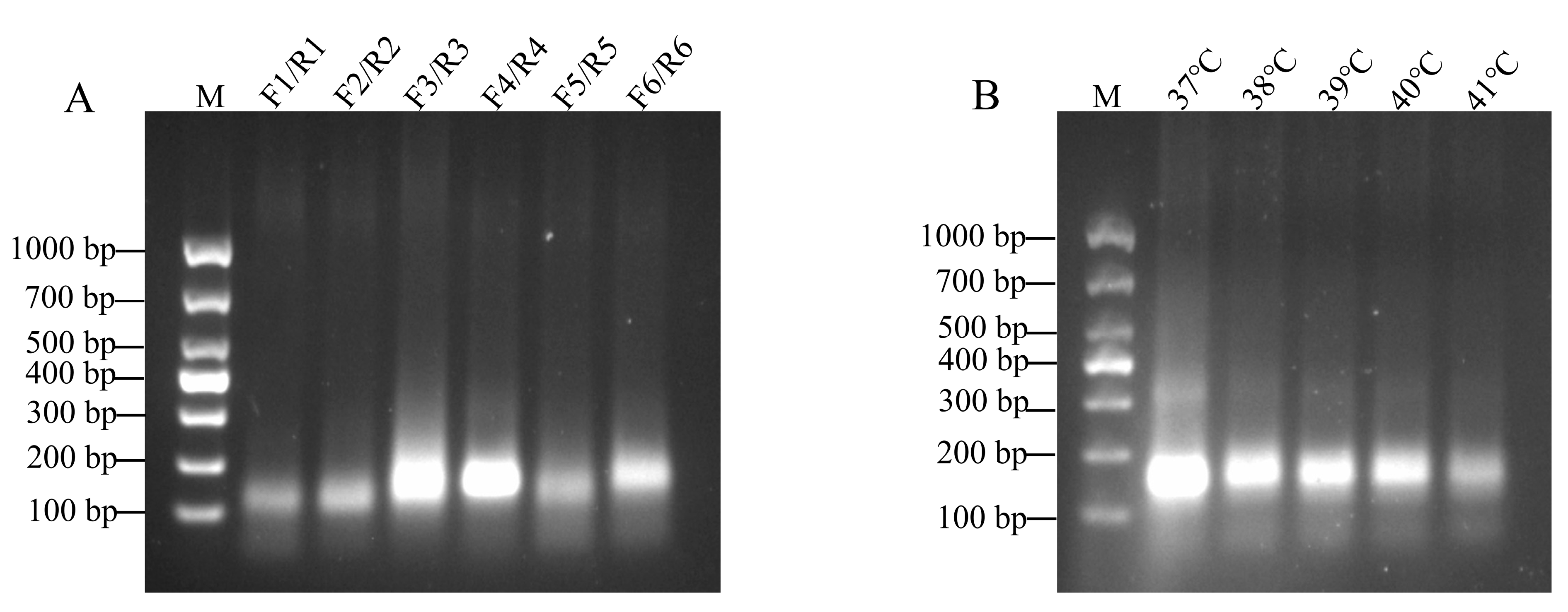 Viruses 17 00721 g002
