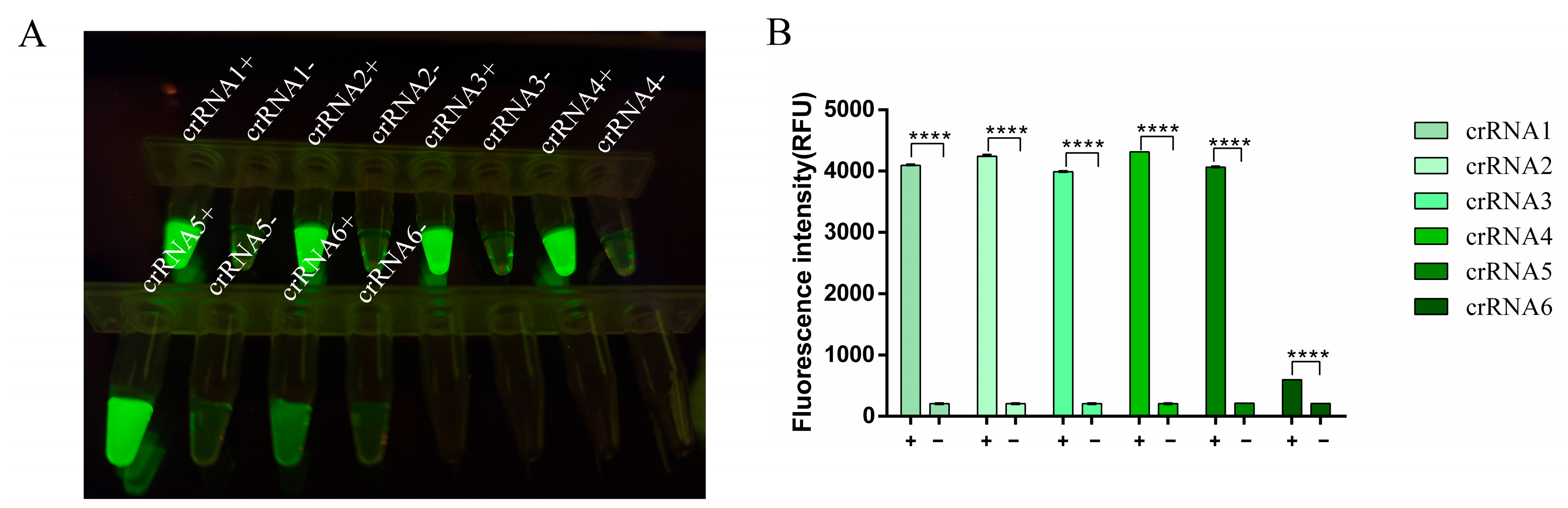 Viruses 17 00721 g003