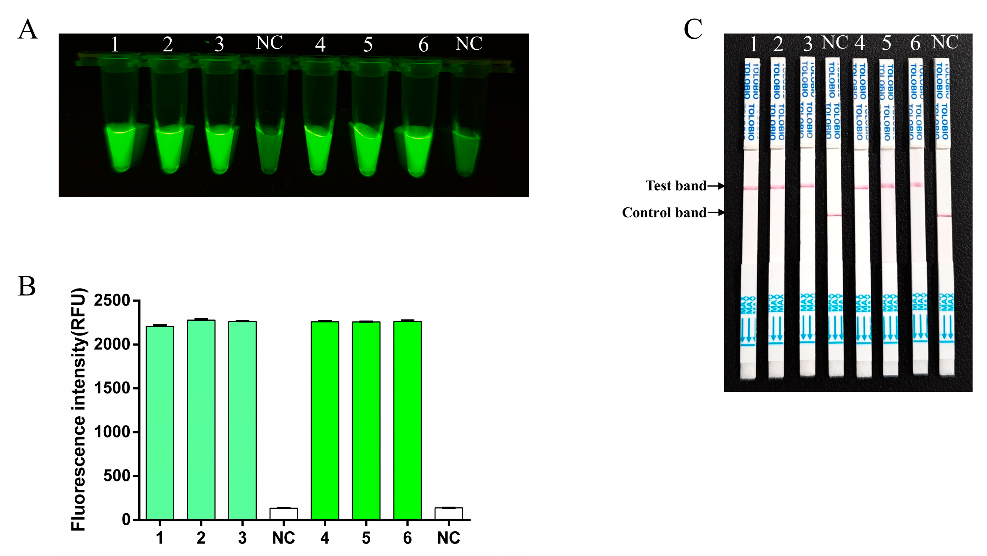 Viruses 17 00721 g006