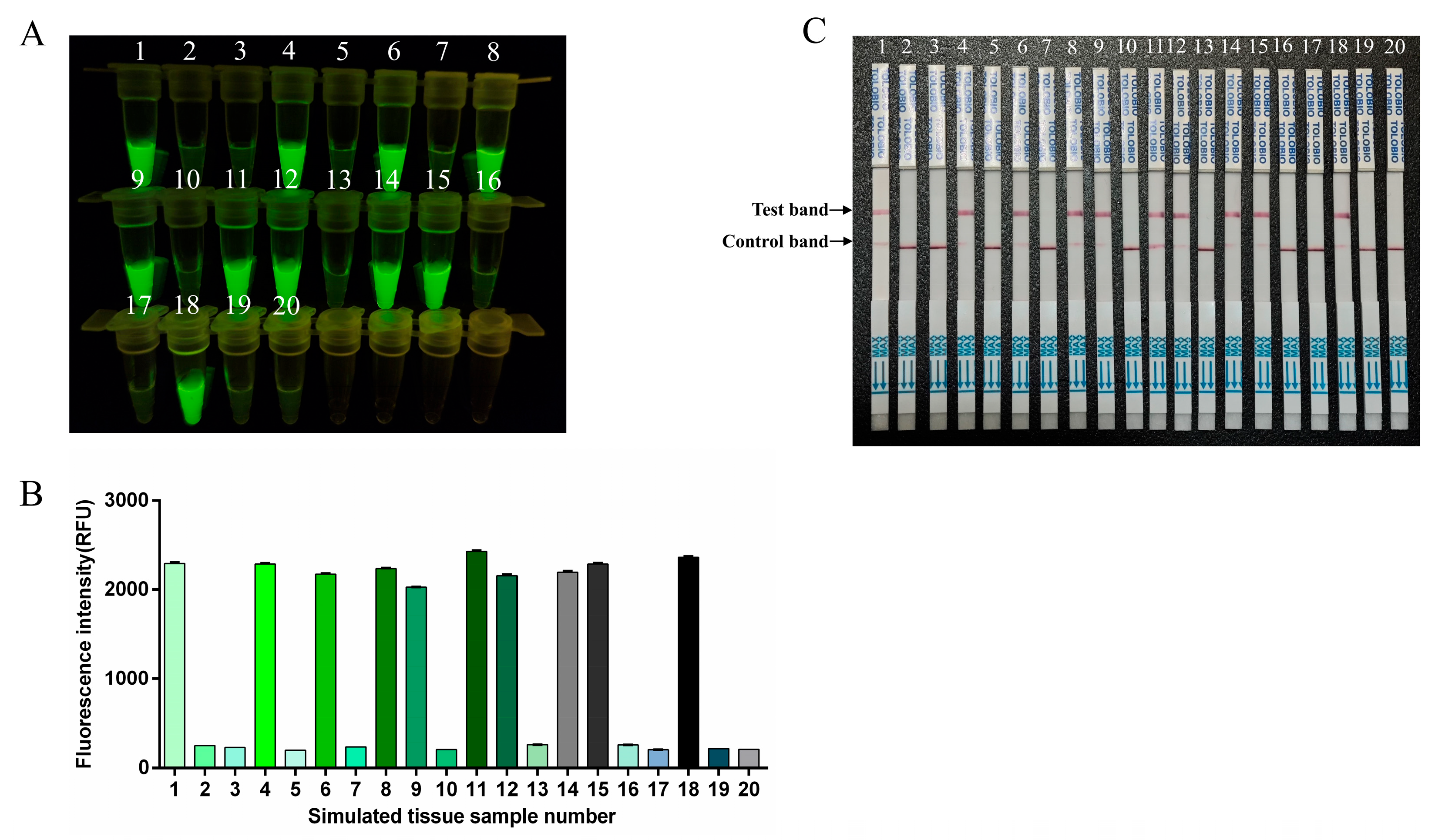 Viruses 17 00721 g008
