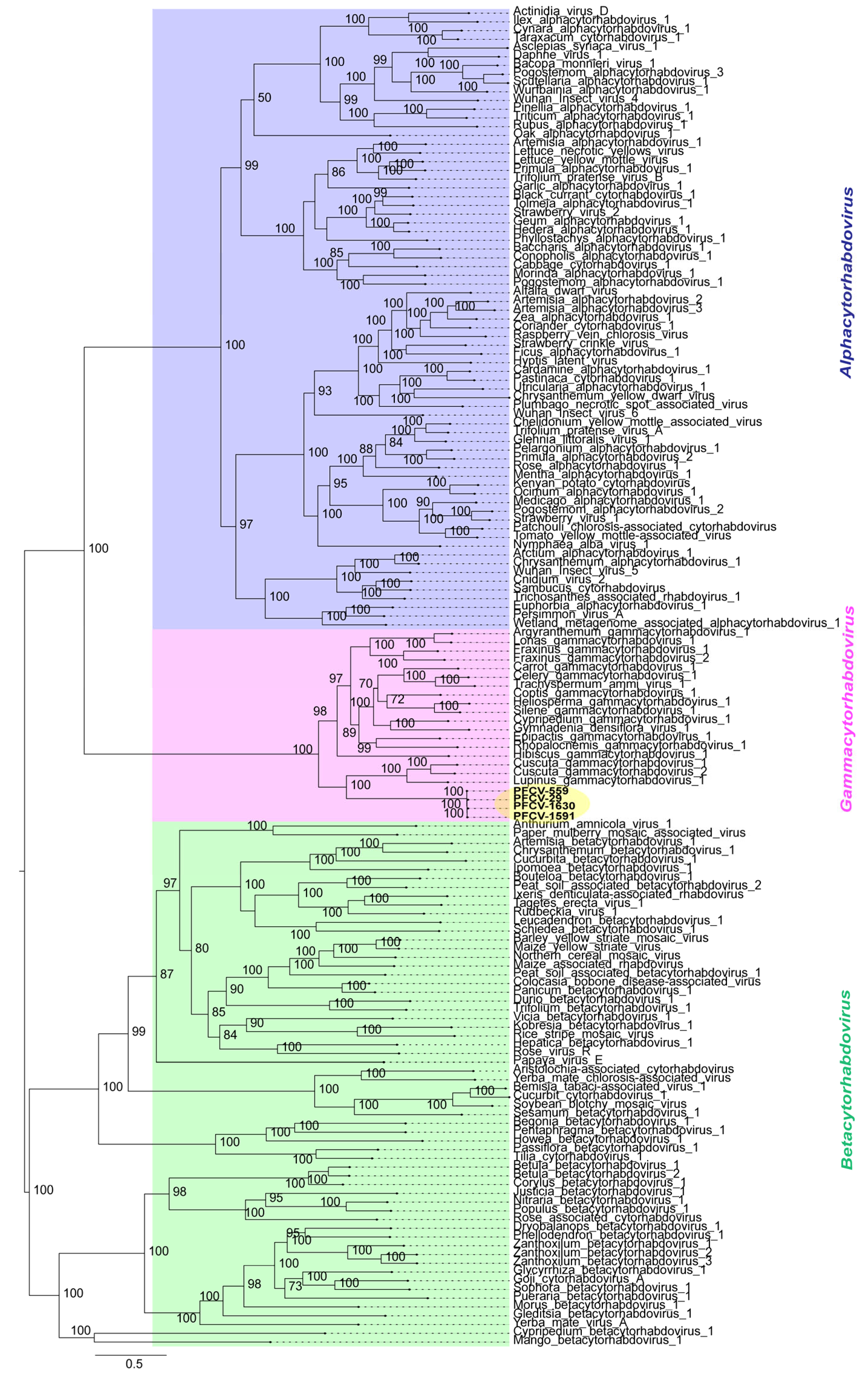 Viruses 17 00725 g002