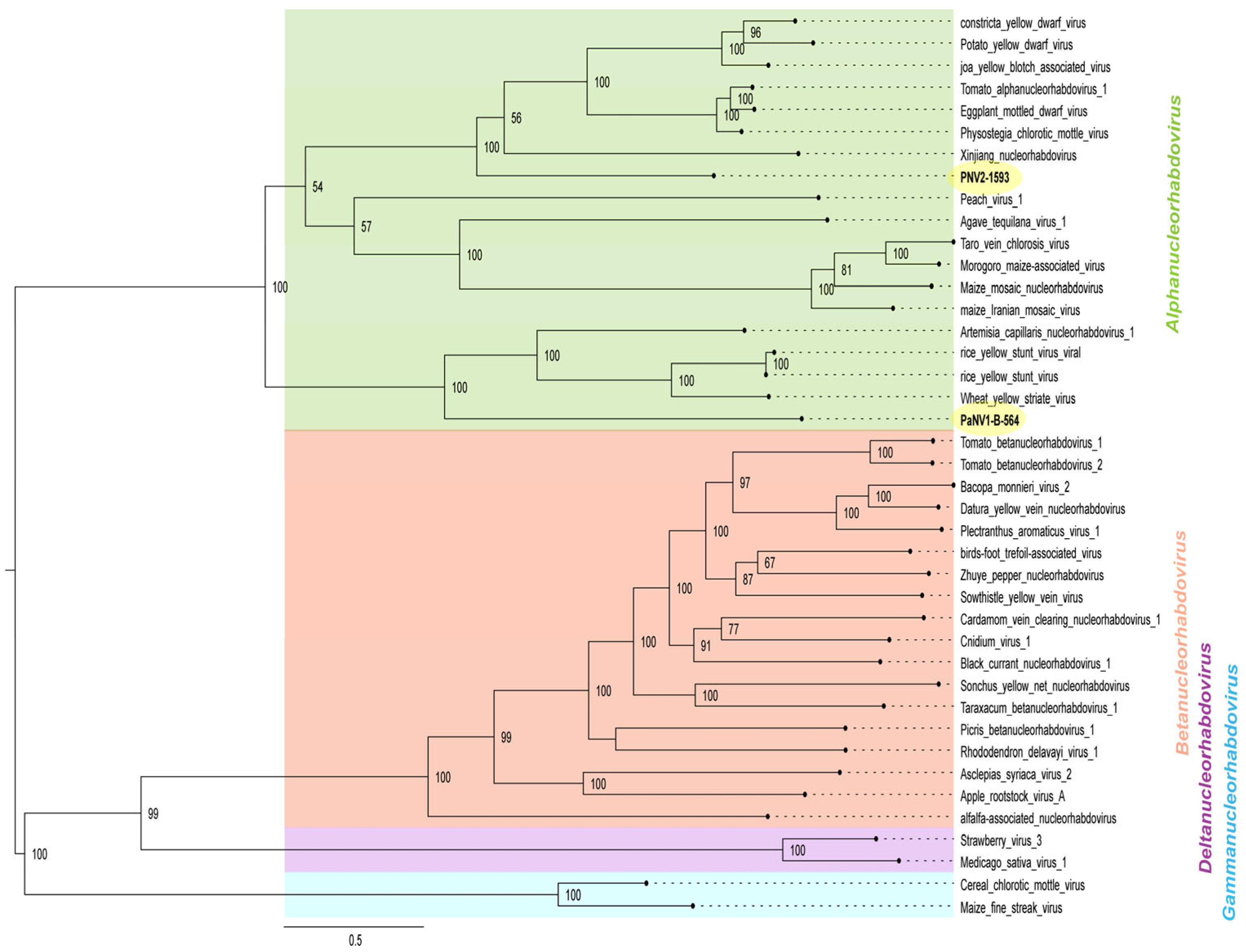 Viruses 17 00725 g004