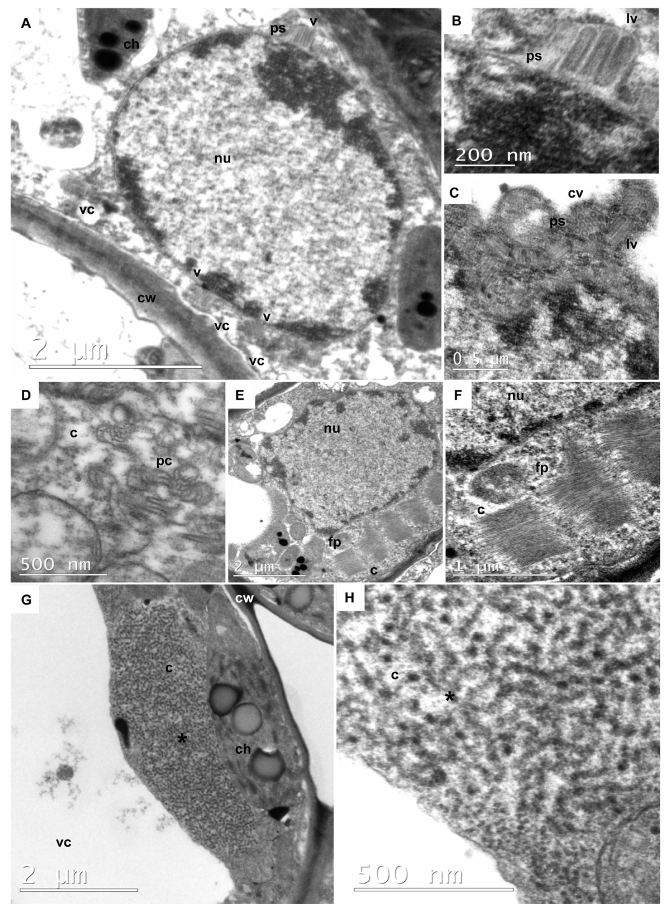 Viruses 17 00725 g006