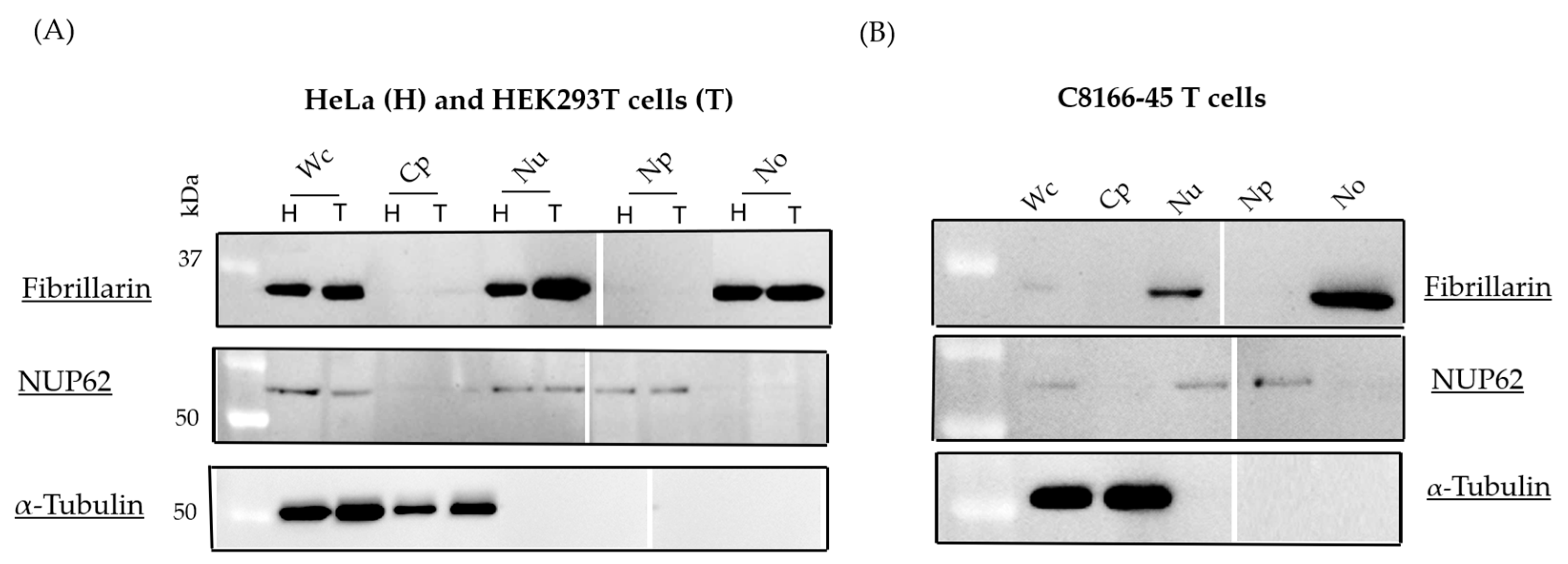 Viruses 17 00727 g001