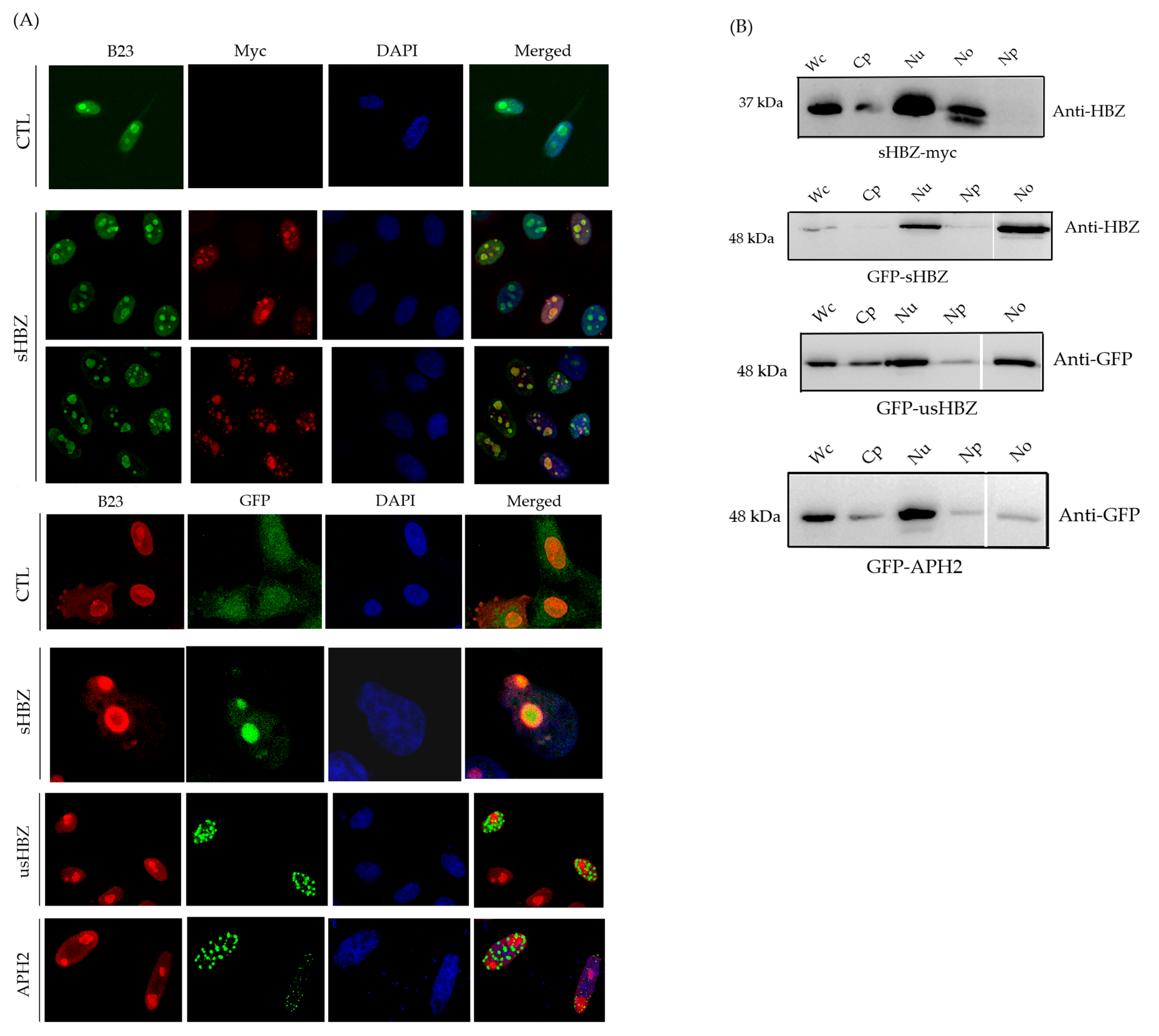 Viruses 17 00727 g002