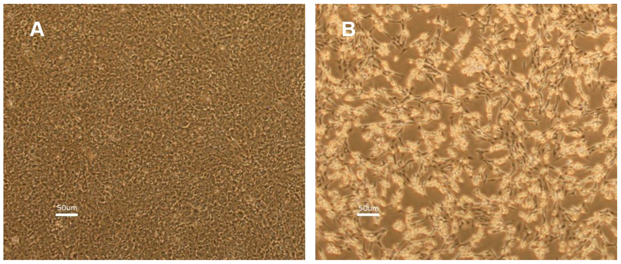 Viruses 17 00728 g001 Viruses 17 00728 g001