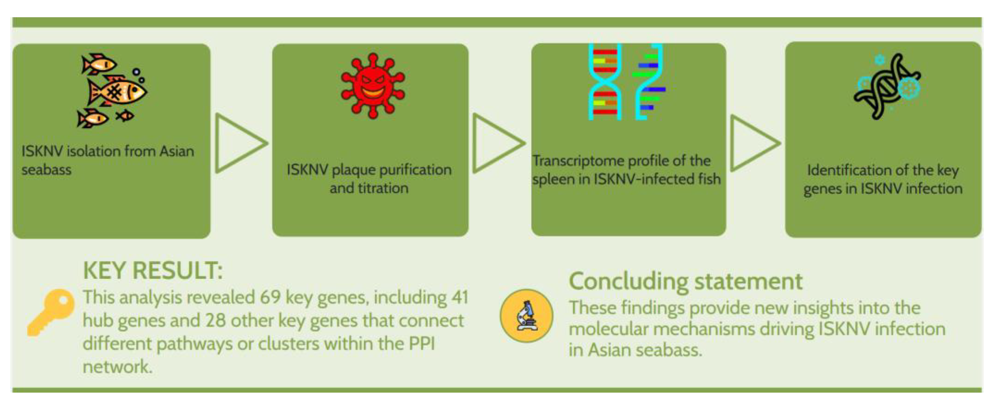 Viruses 17 00728 g012 Viruses 17 00728 g012