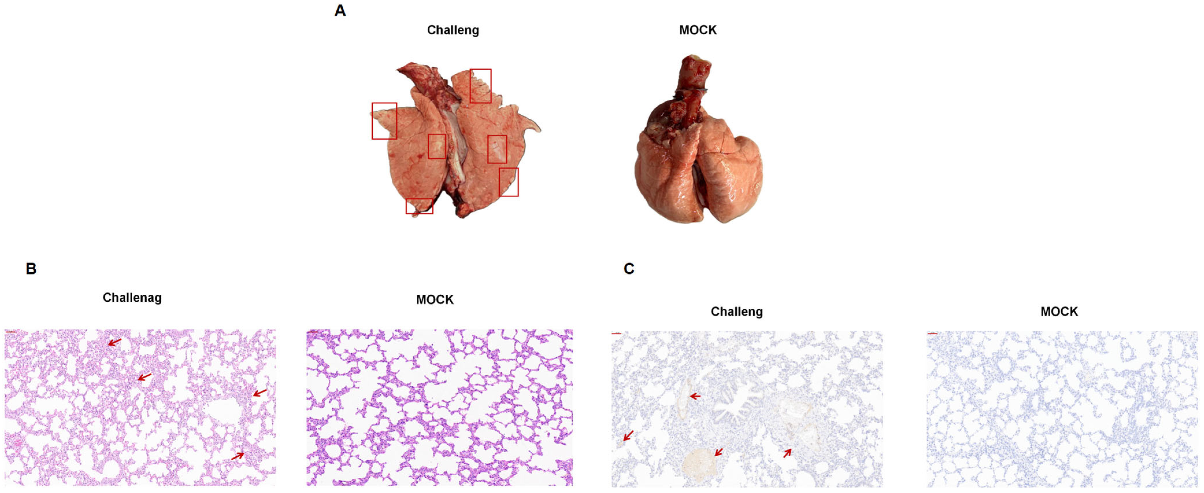 Viruses 17 00729 g006
