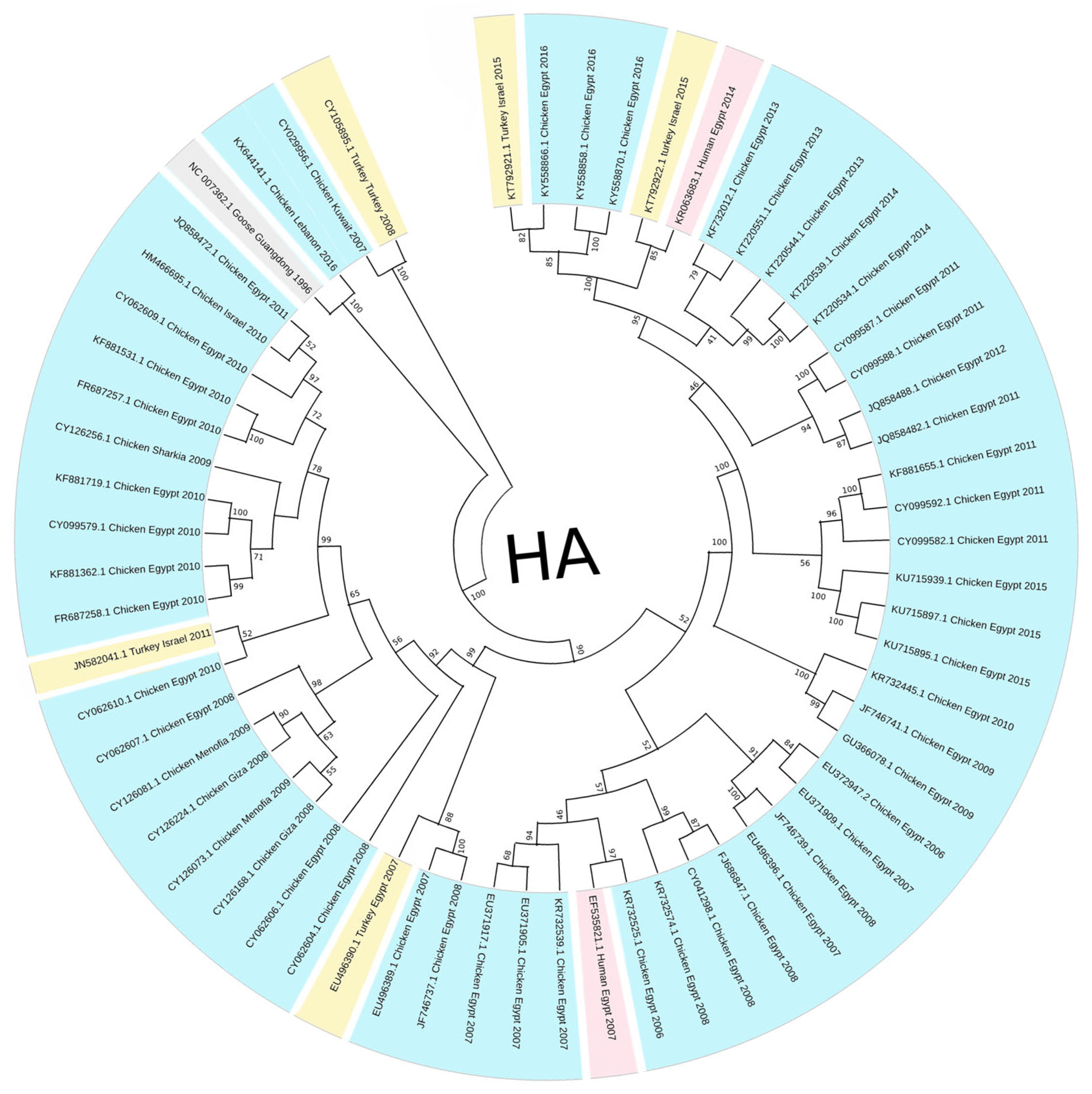 Viruses 17 00734 g001