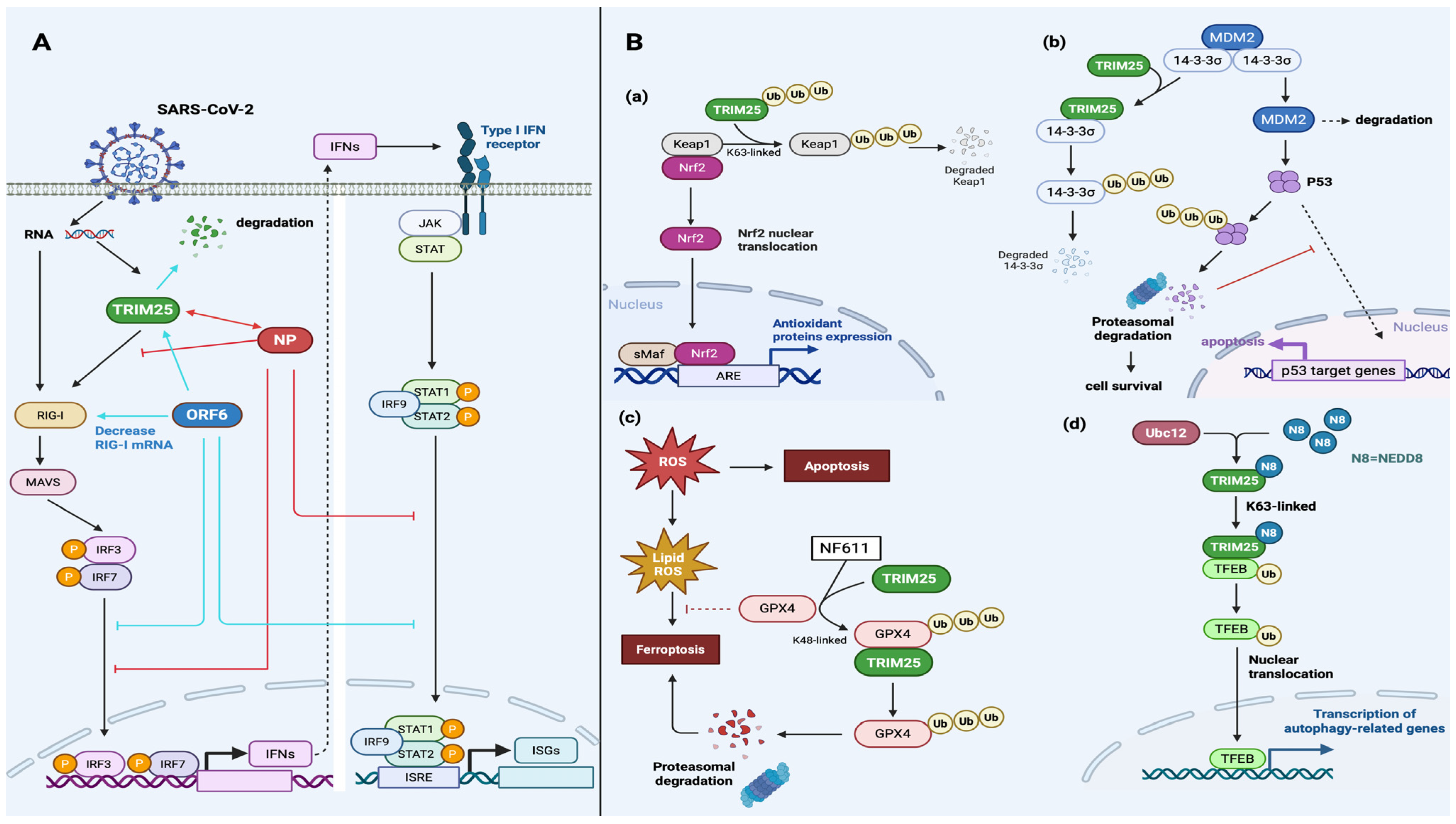 The Function of TRIM25 in Antiviral Defense and Viral Immune