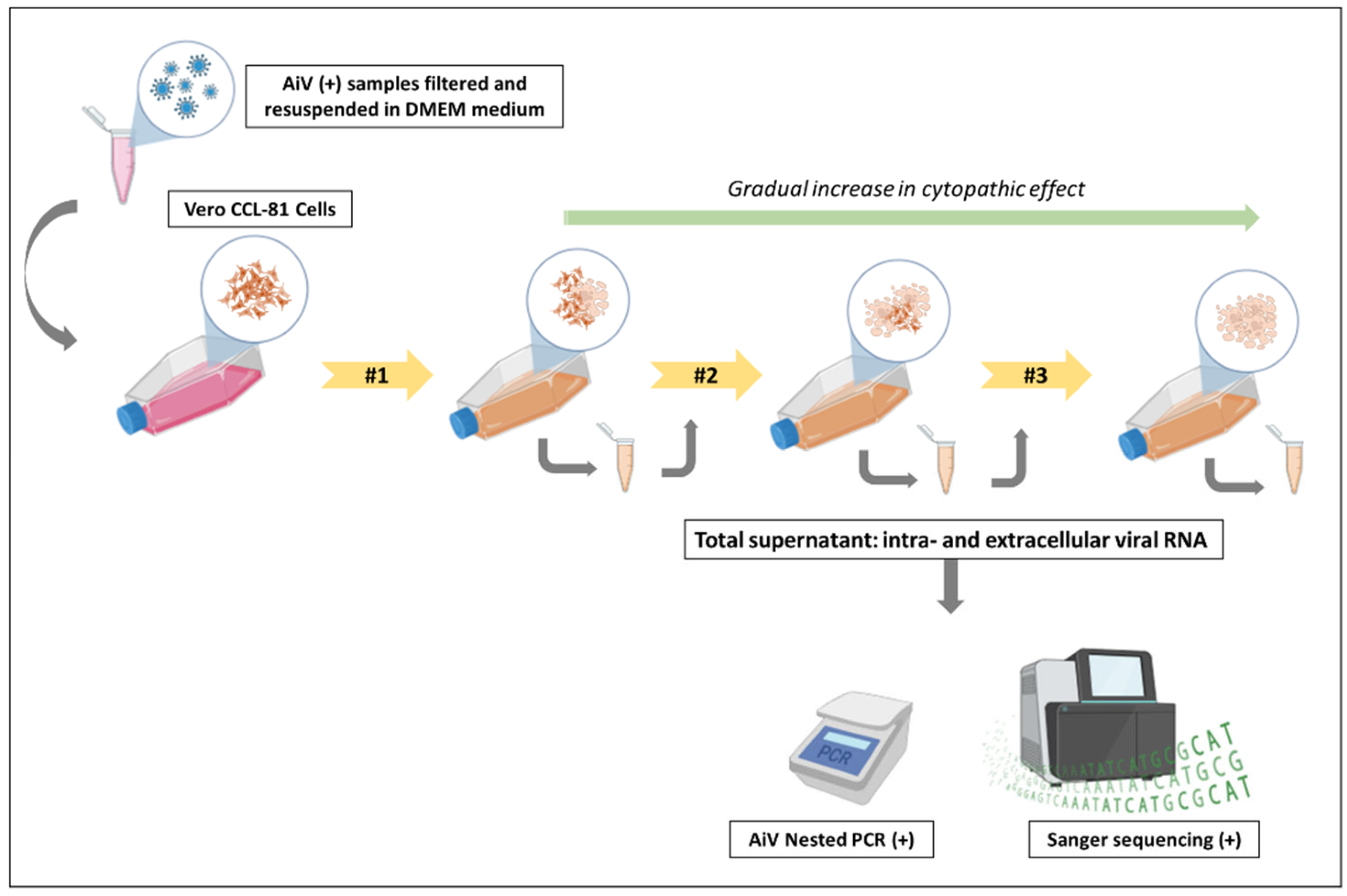 Viruses 17 00736 g002