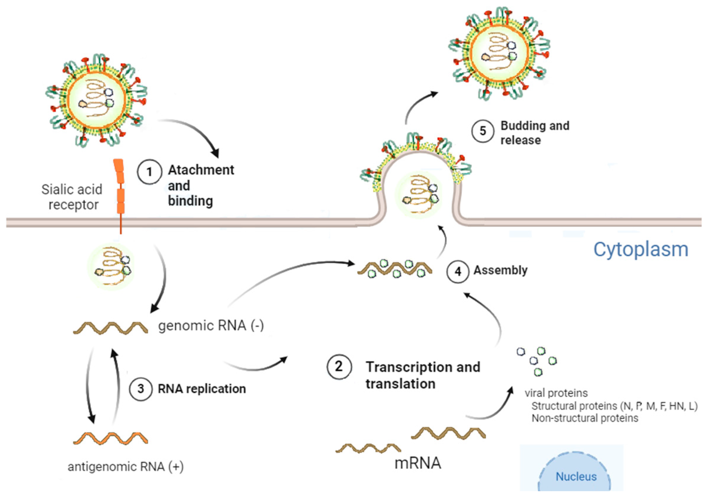 Viruses 17 00737 g002 Viruses 17 00737 g002