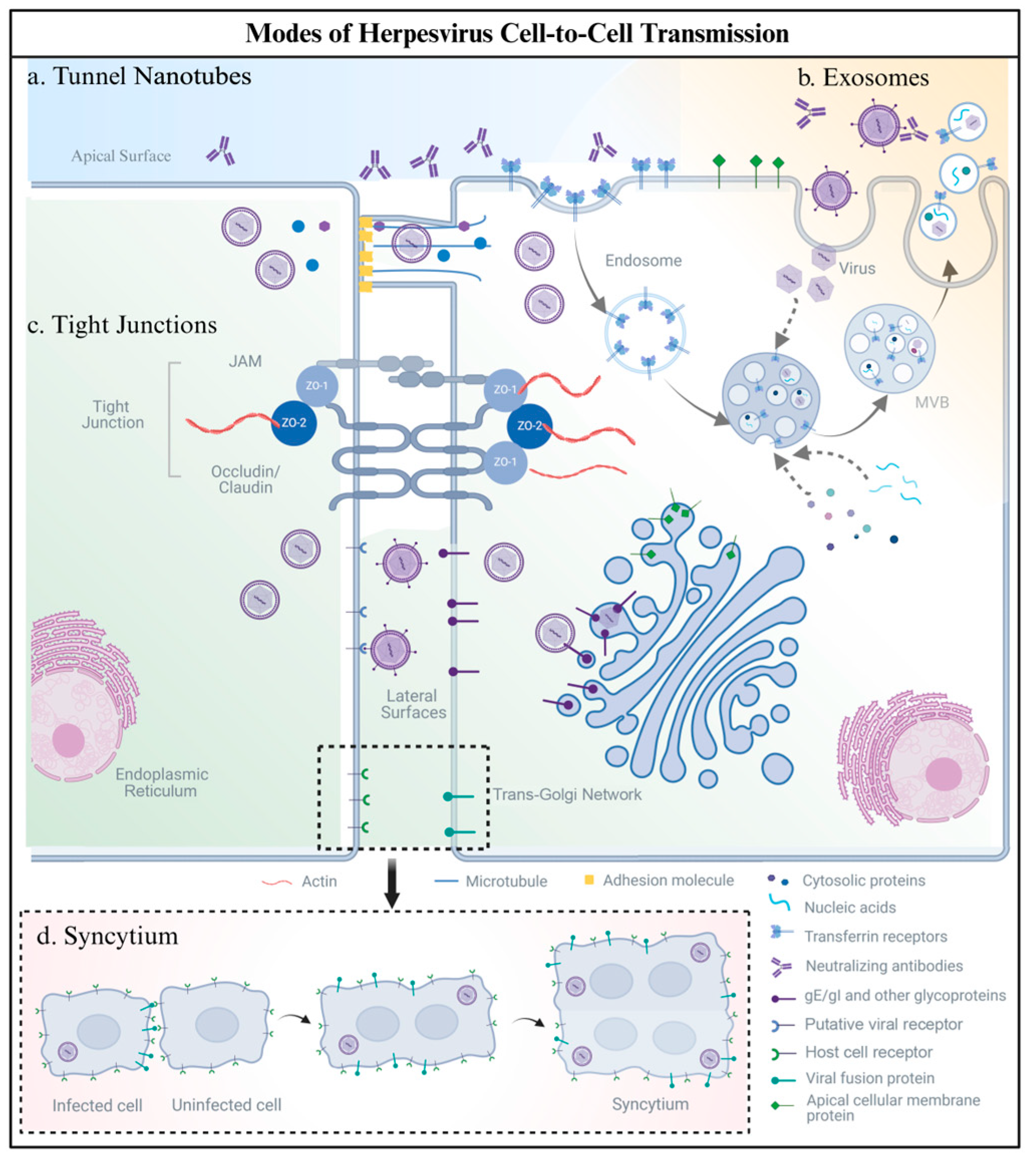 Viruses 17 00742 g001
