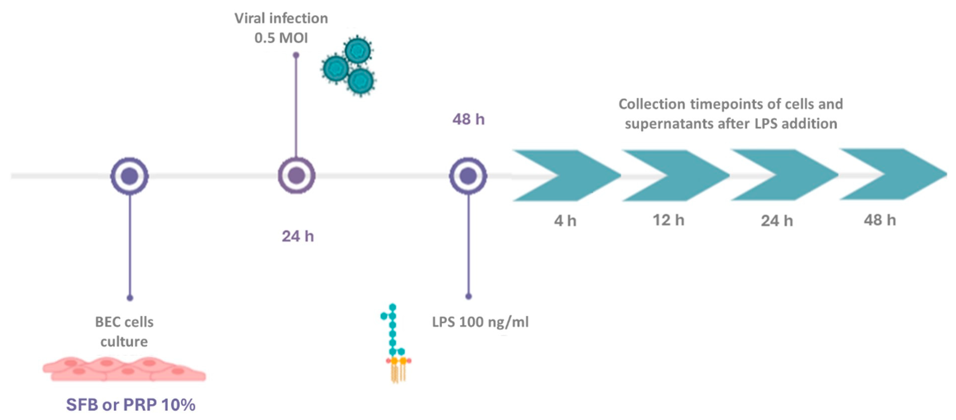Viruses 17 00744 g001 Viruses 17 00744 g001