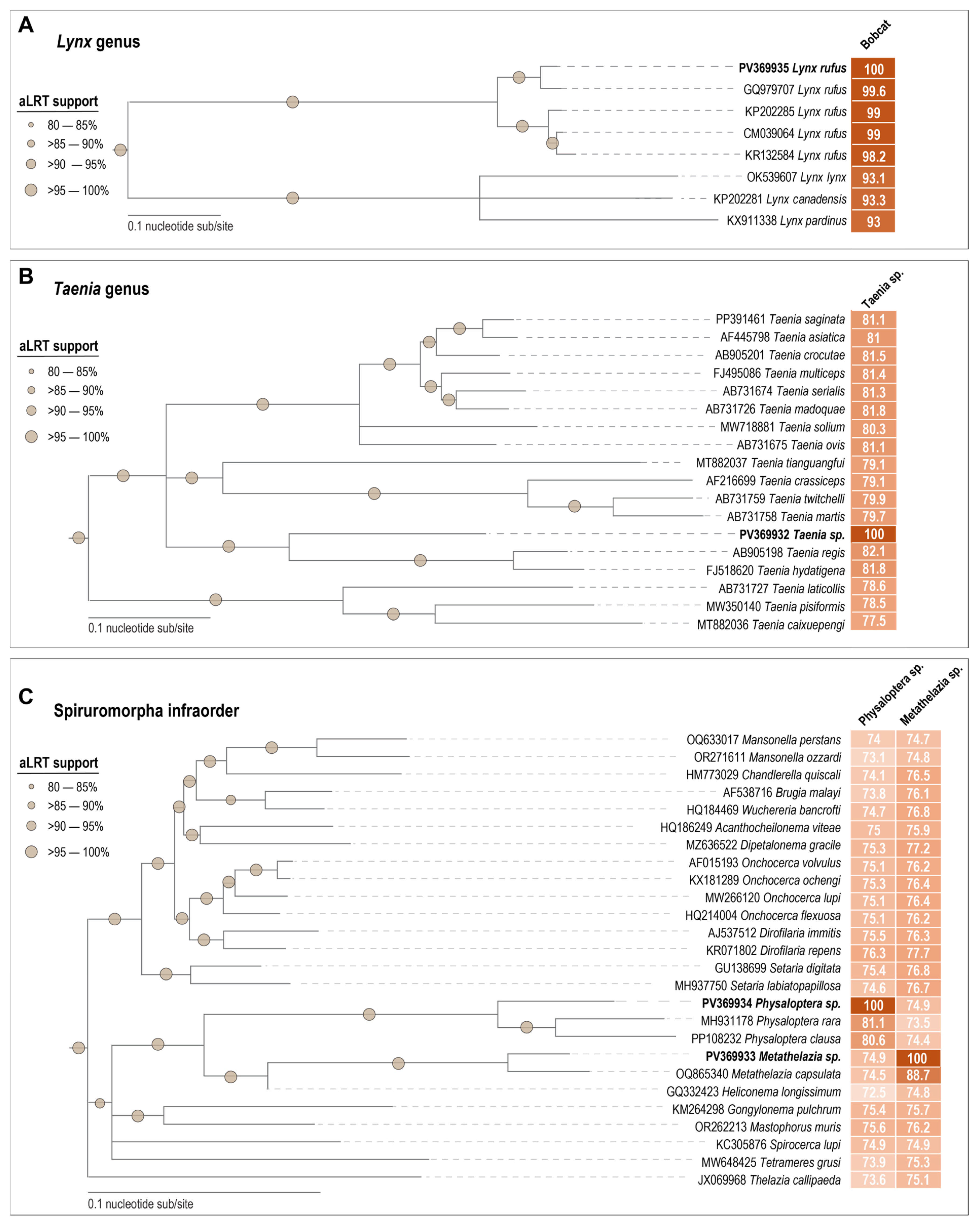 Viruses 17 00745 g001