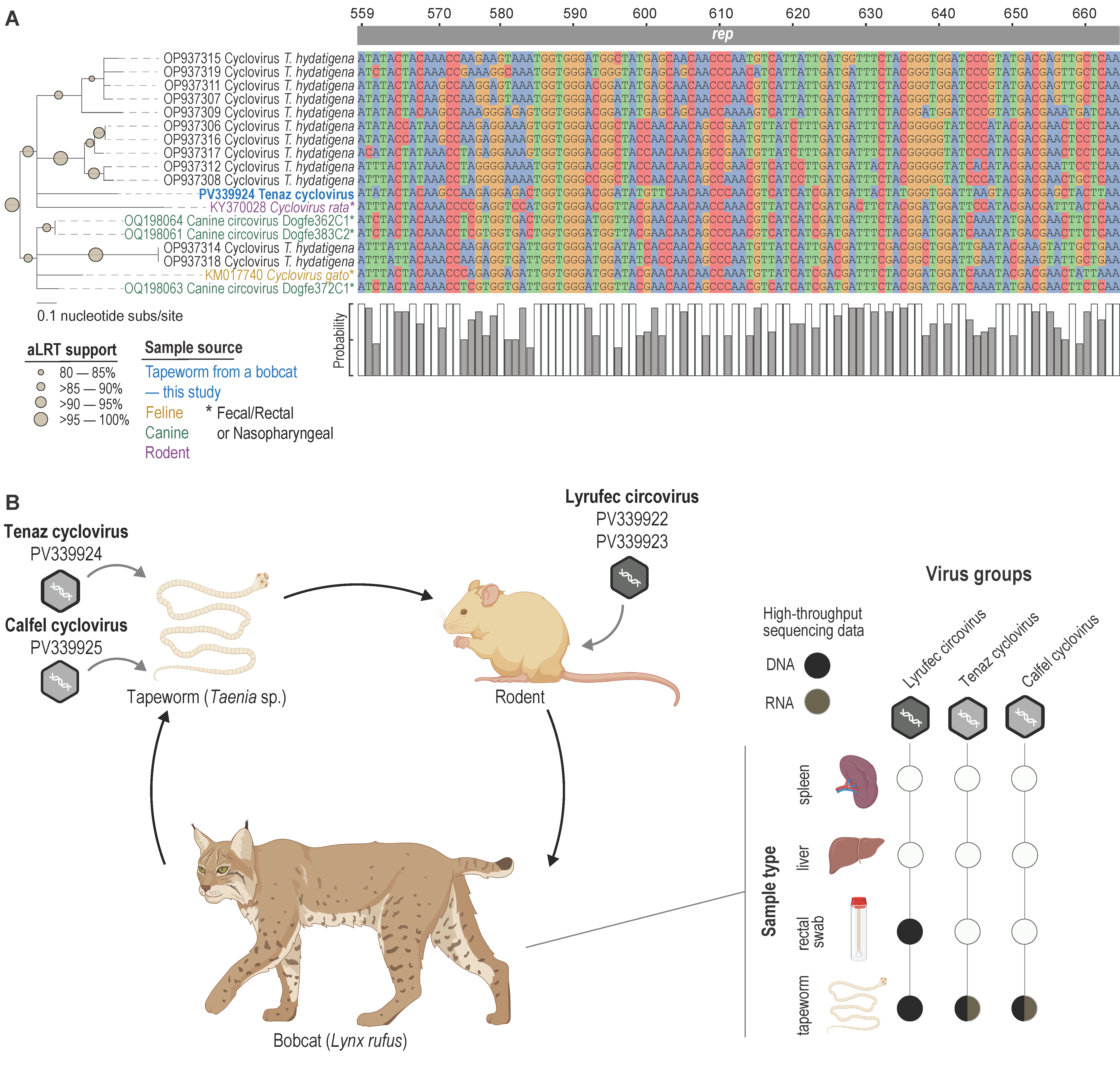 Viruses 17 00745 g005