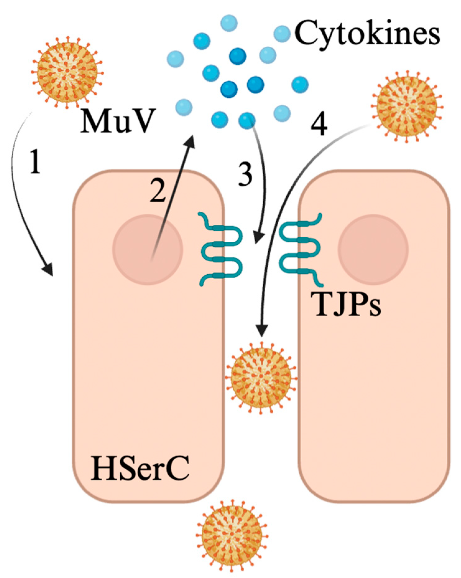 Viruses 17 00747 g003
