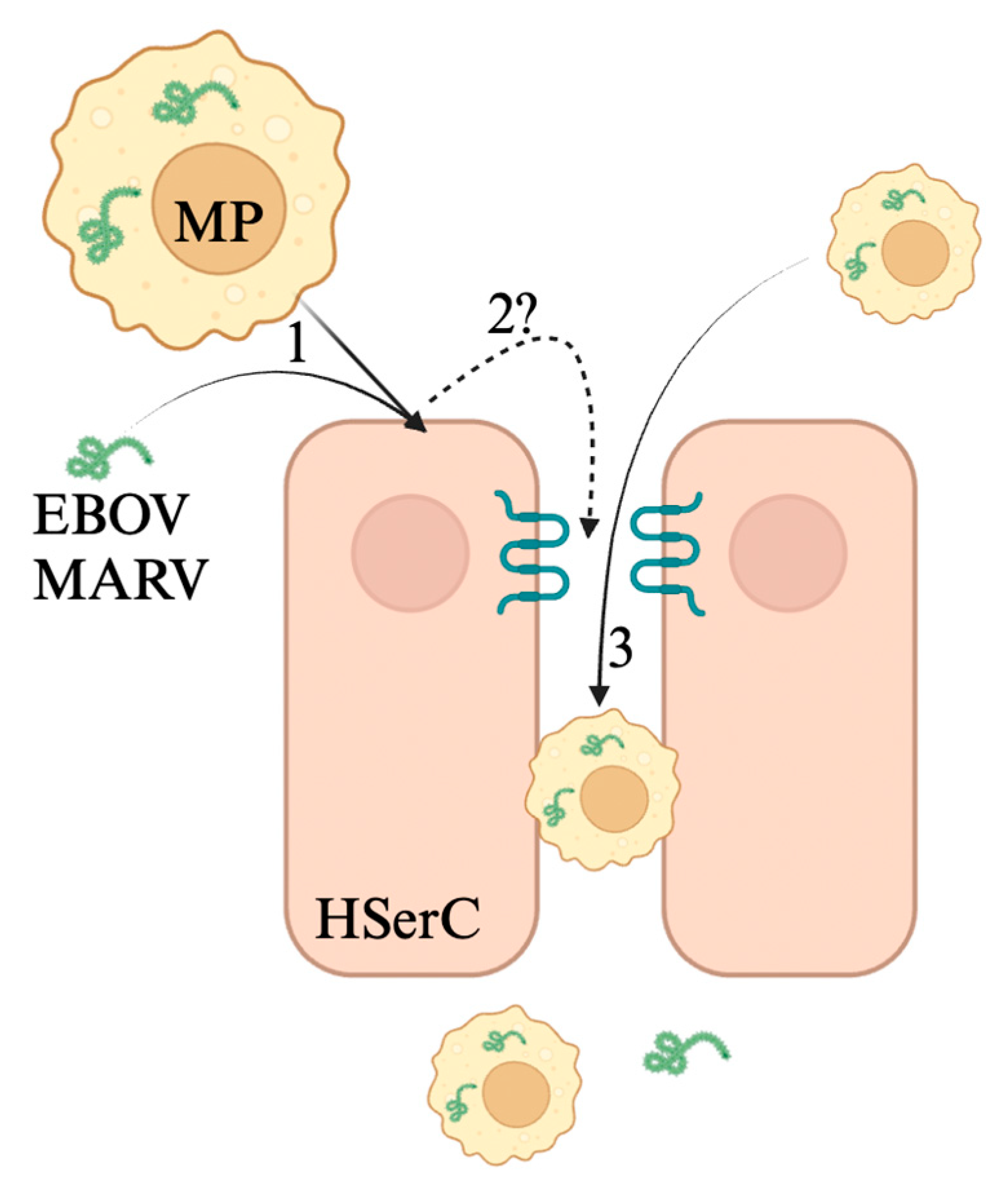 Viruses 17 00747 g006