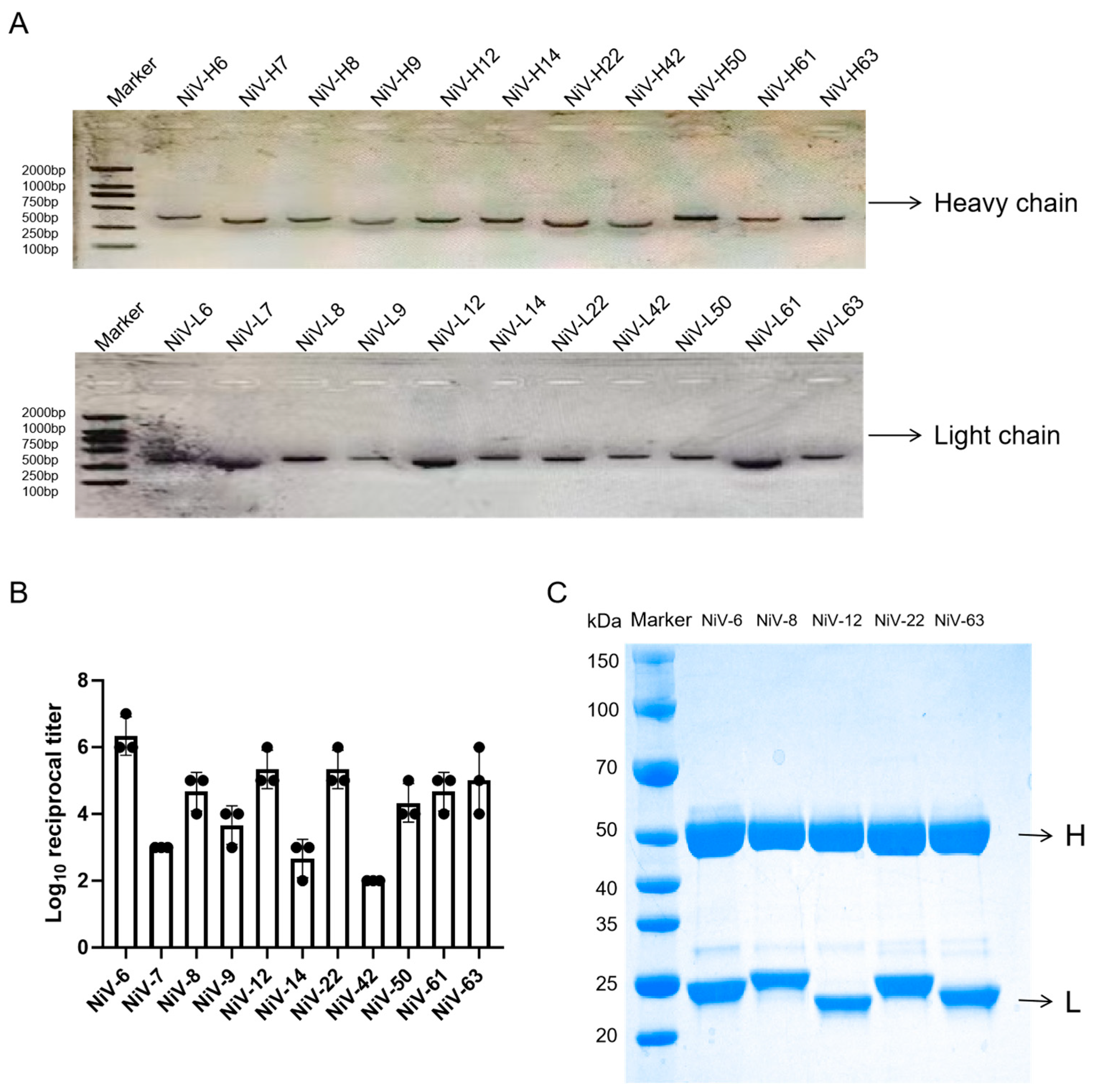 Viruses 17 00748 g003