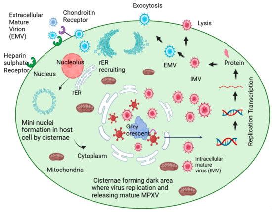 Single-neuron projectome reveals organization of