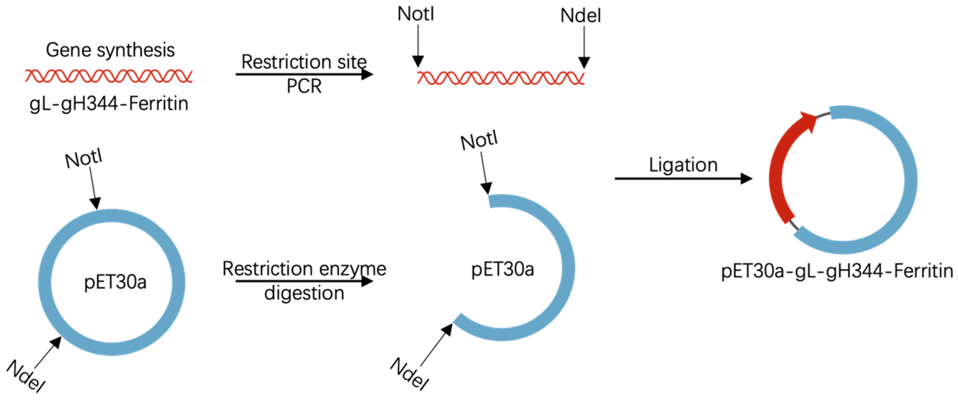 Viruses 17 00754 g001