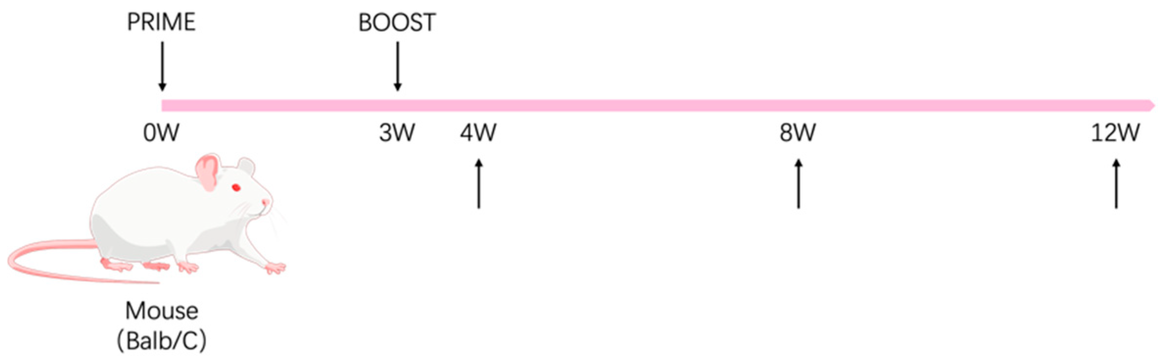 Viruses 17 00754 g002