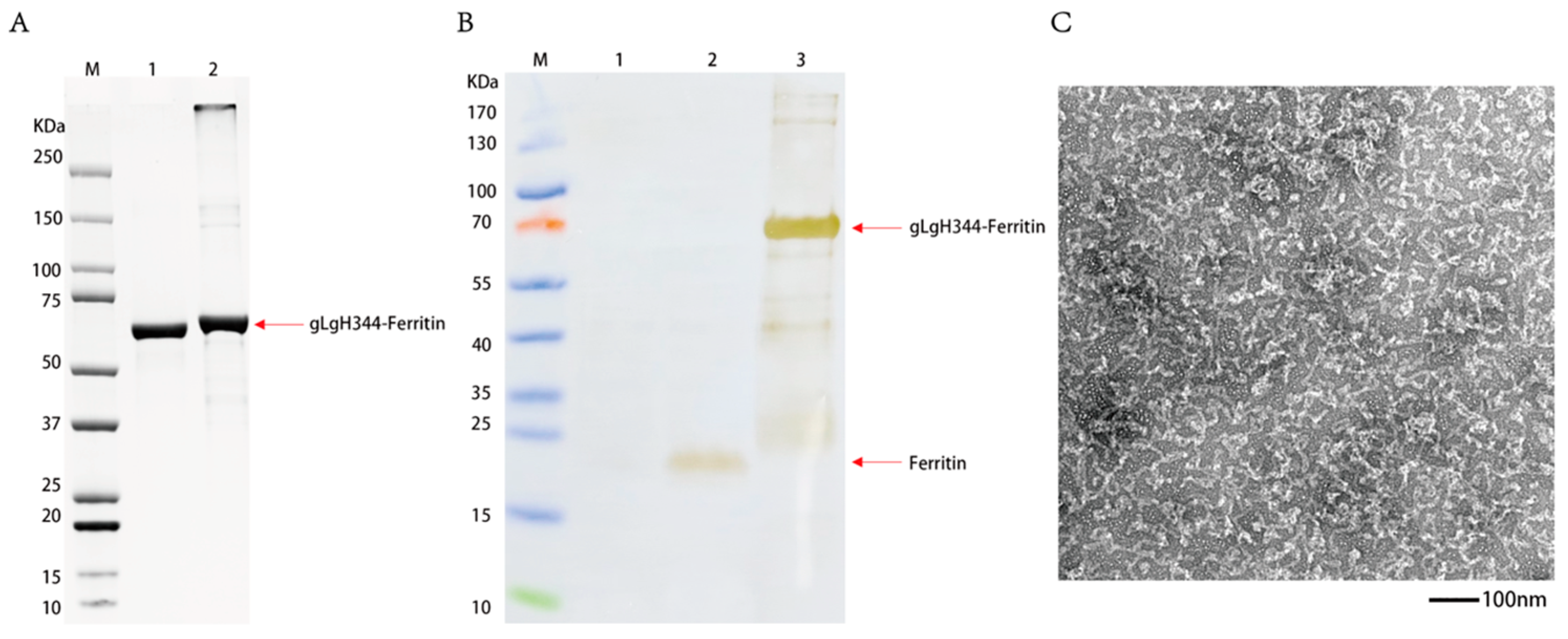 Viruses 17 00754 g004