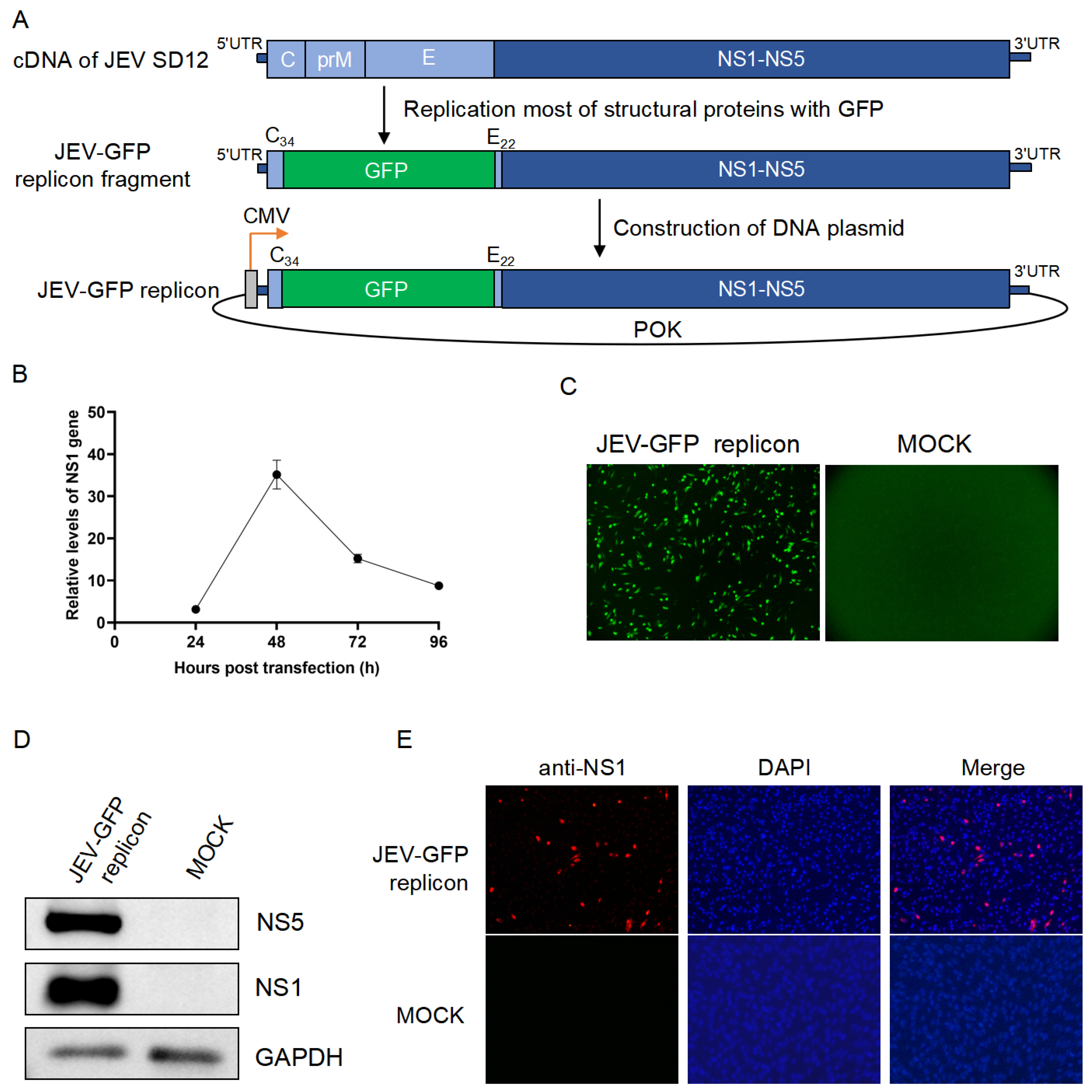 Viruses 17 00759 g001
