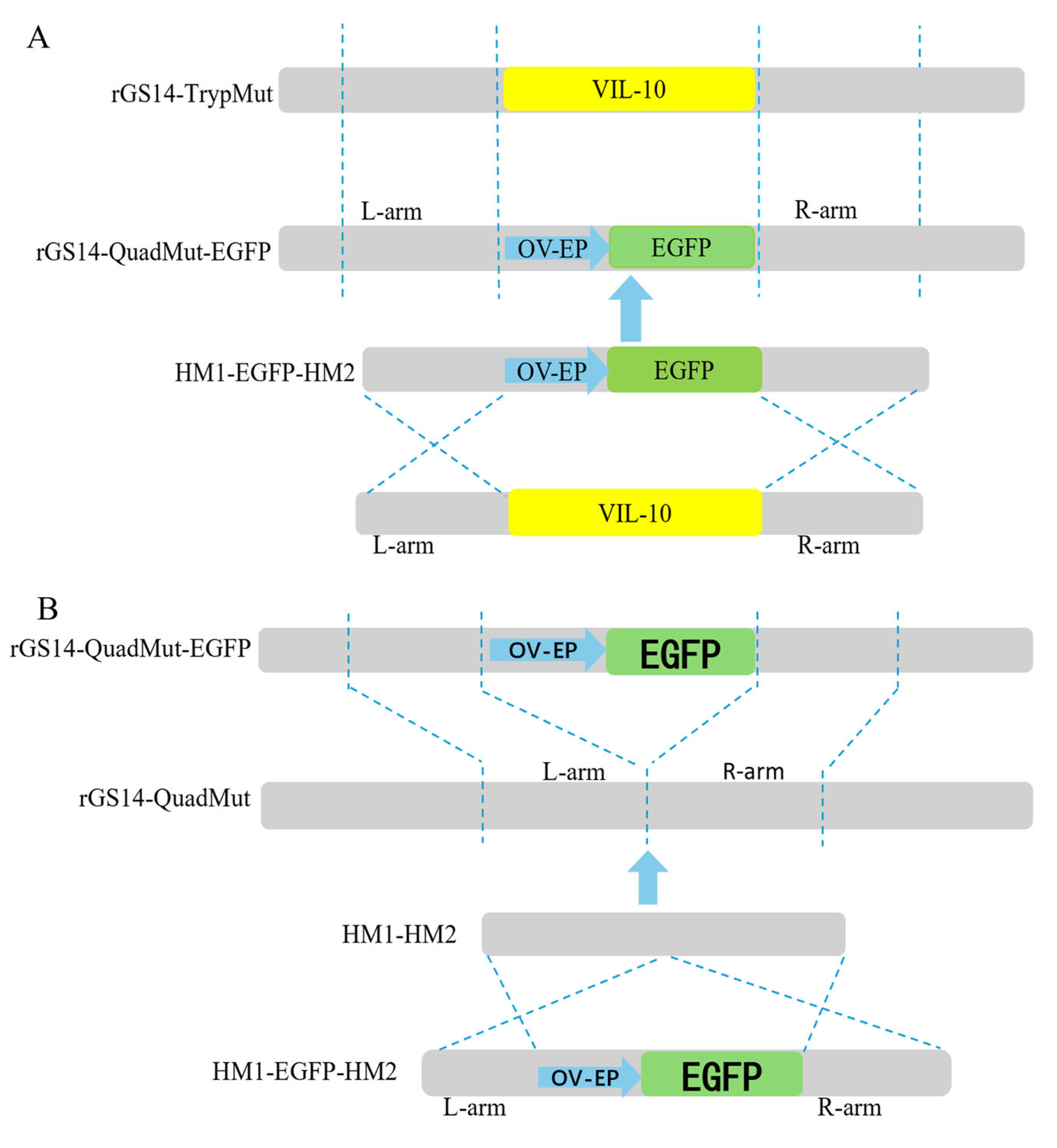 Viruses 17 00760 g001