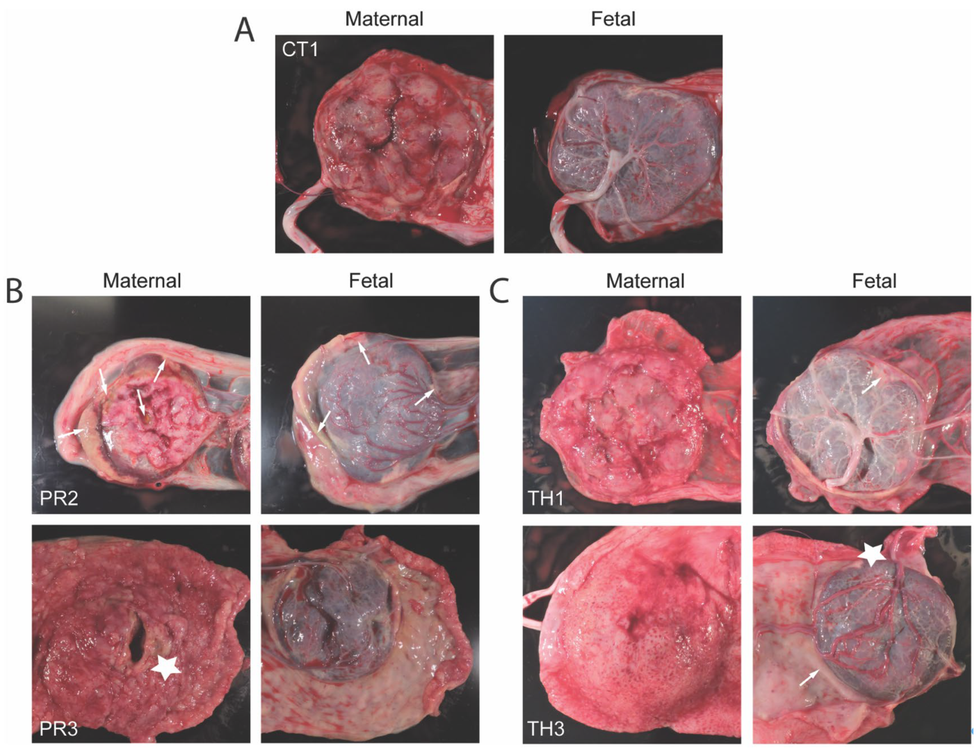 Viruses 17 00762 g006
