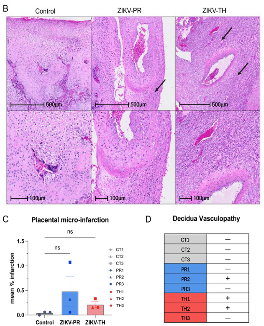 Viruses 17 00762 g007b