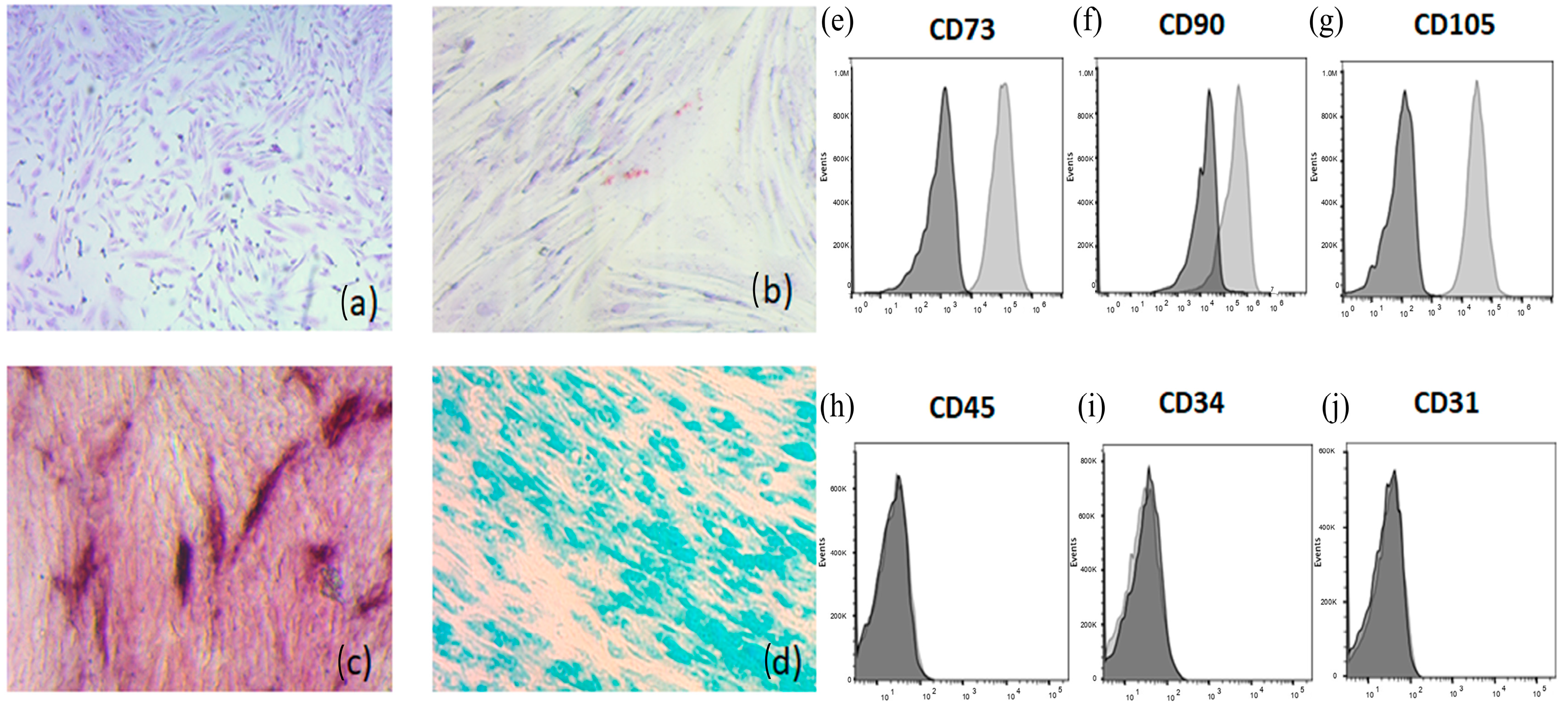 Viruses 17 00763 g001