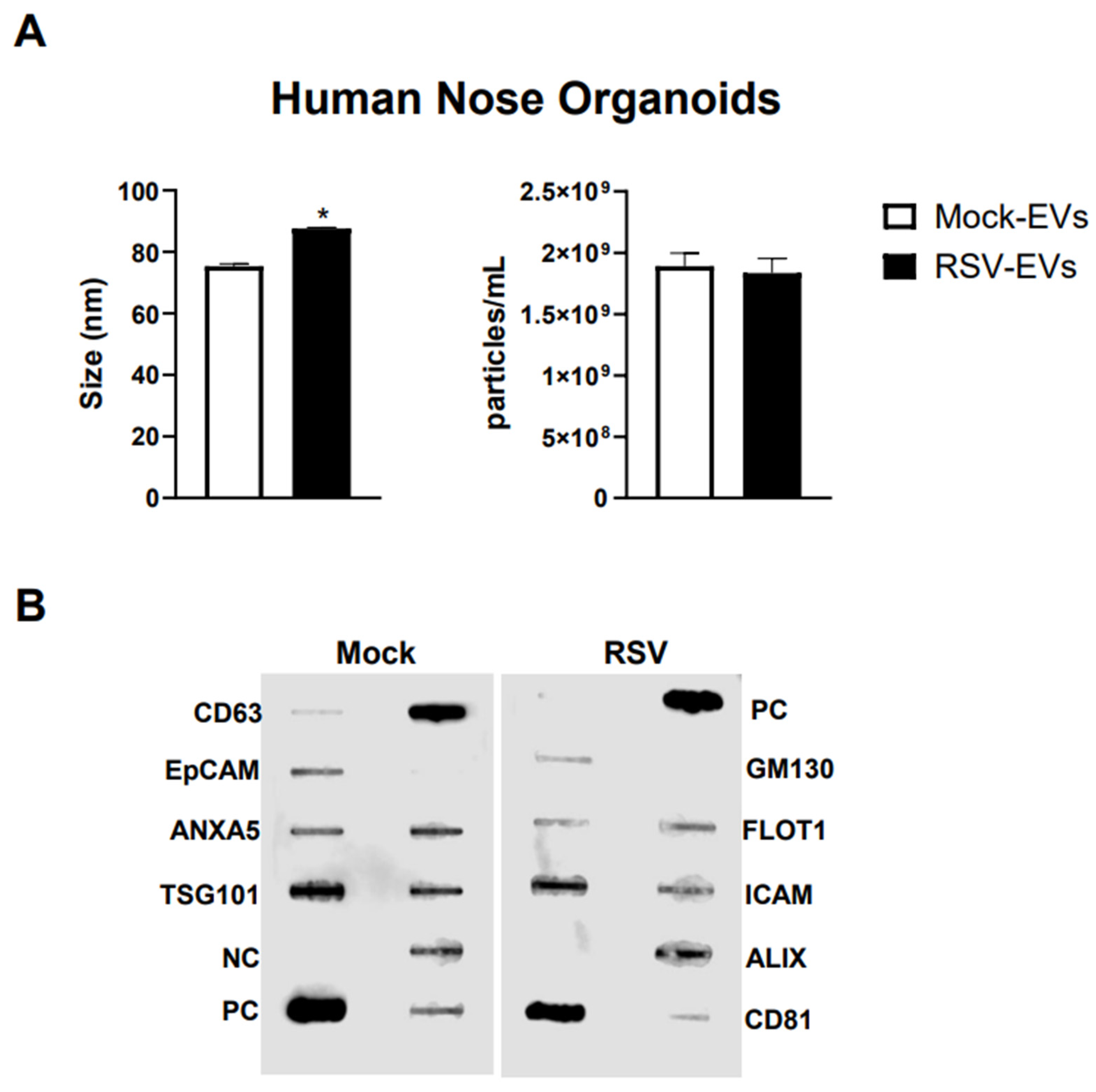 Viruses 17 00764 g001