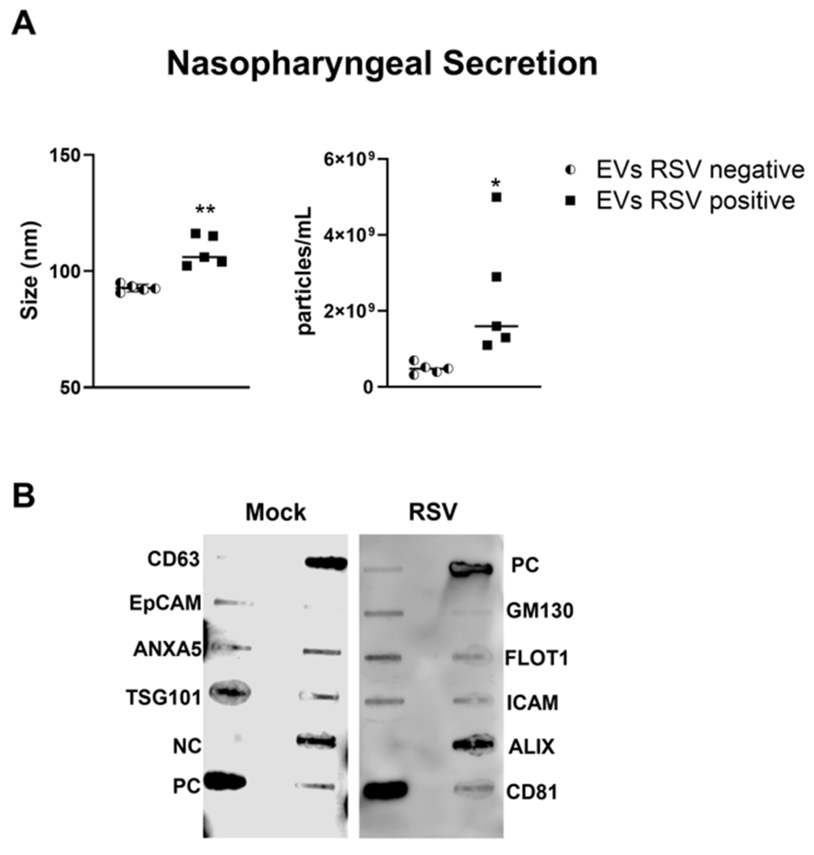 Viruses 17 00764 g003