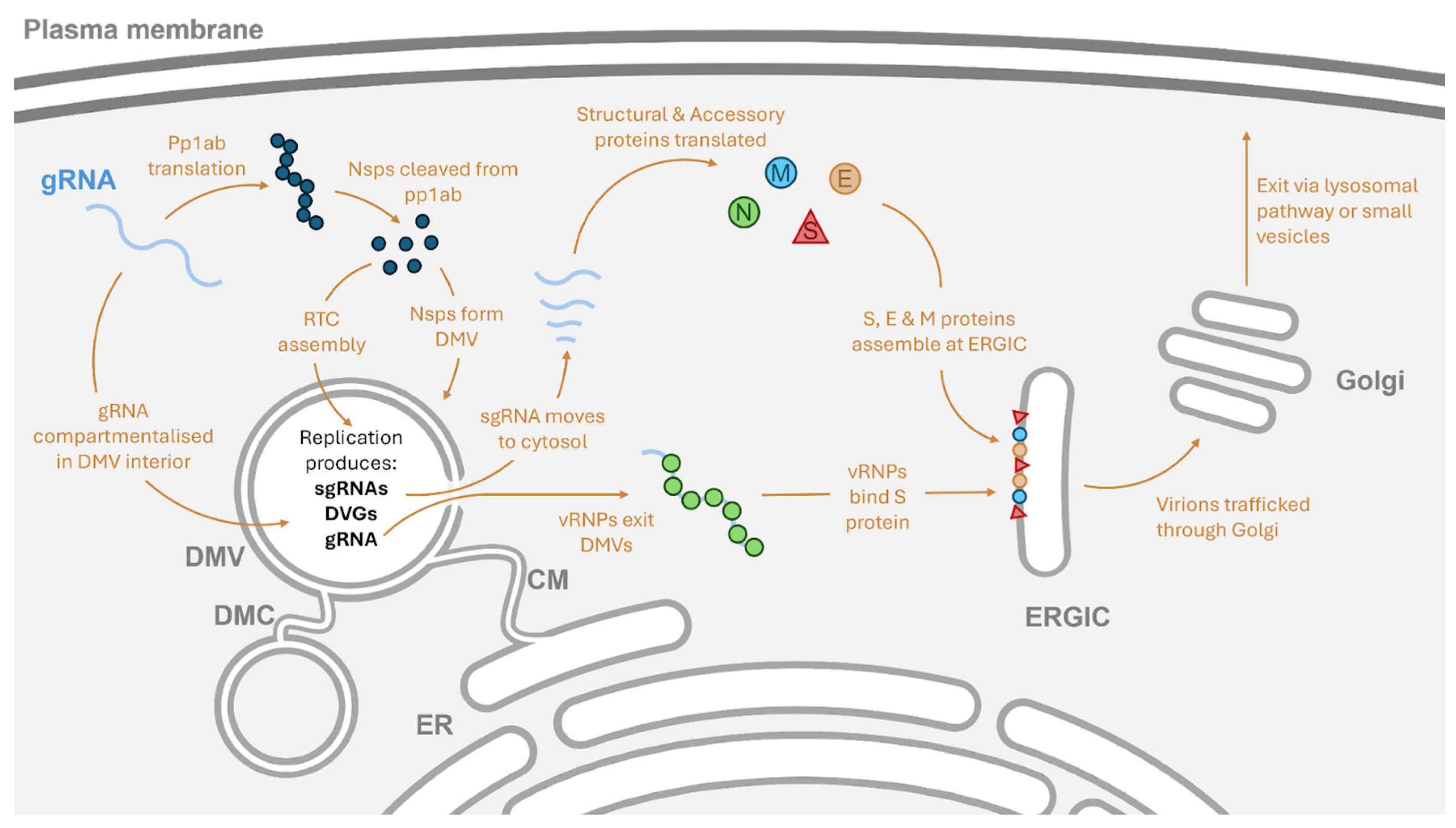 Viruses 17 00767 g002