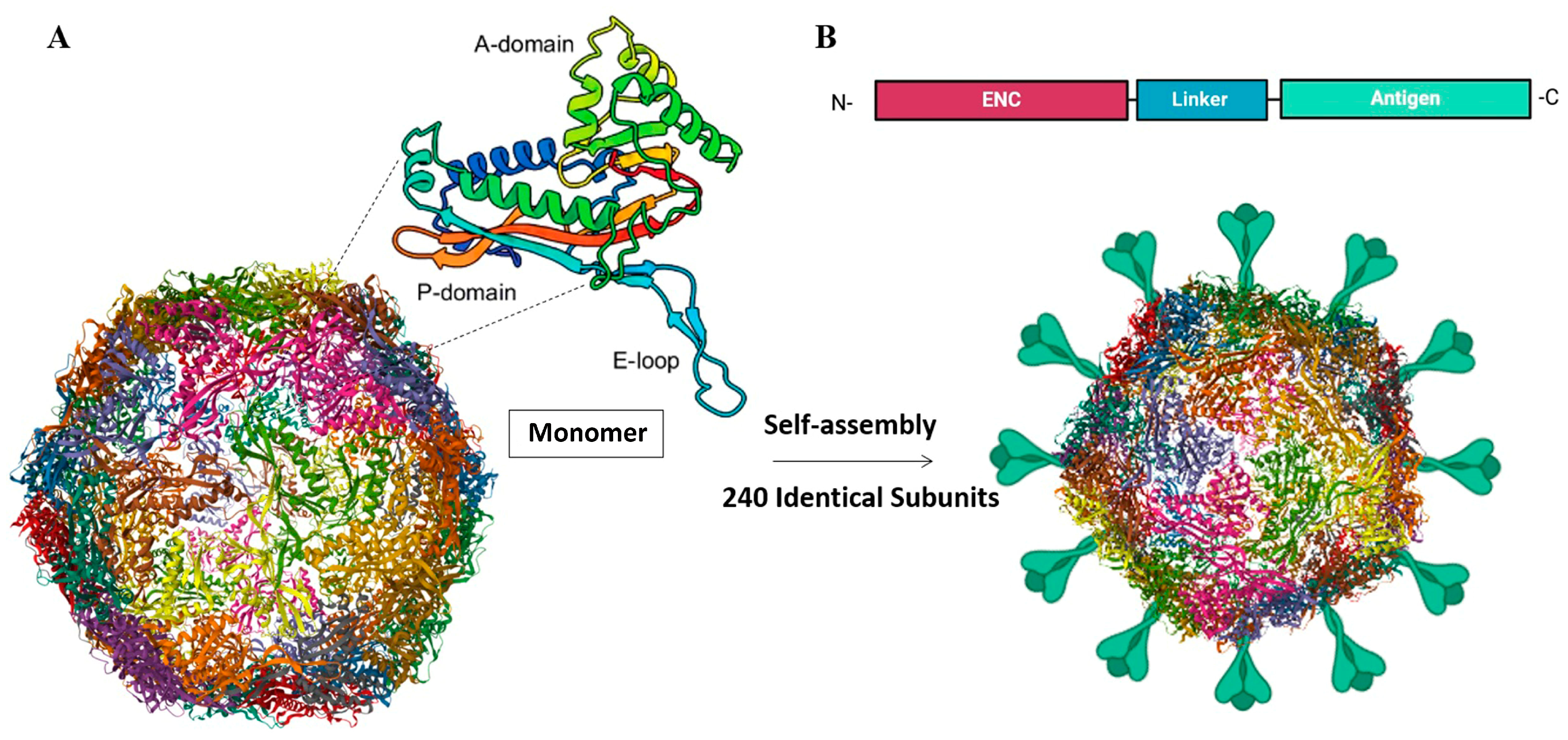 Viruses 17 00768 g004