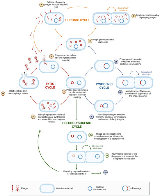 Dual Nature of Bacteriophages: Friends or Foes in Minimally Processed ...