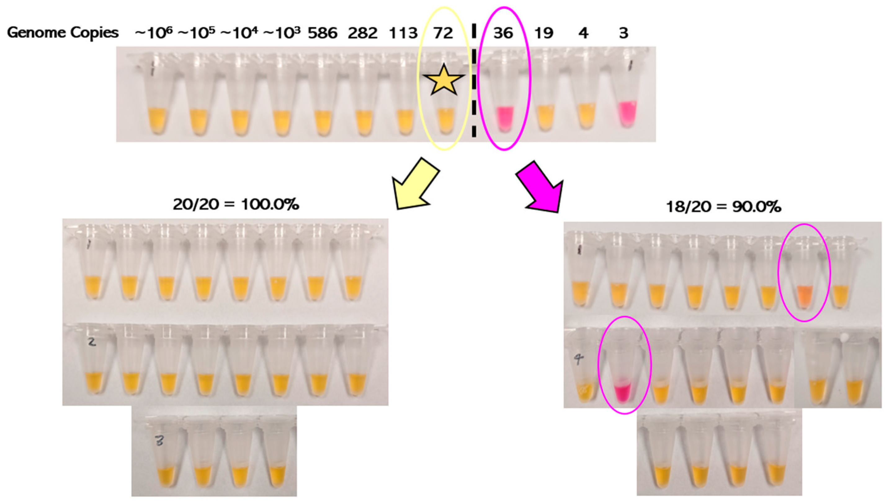 Viruses 17 00783 g001